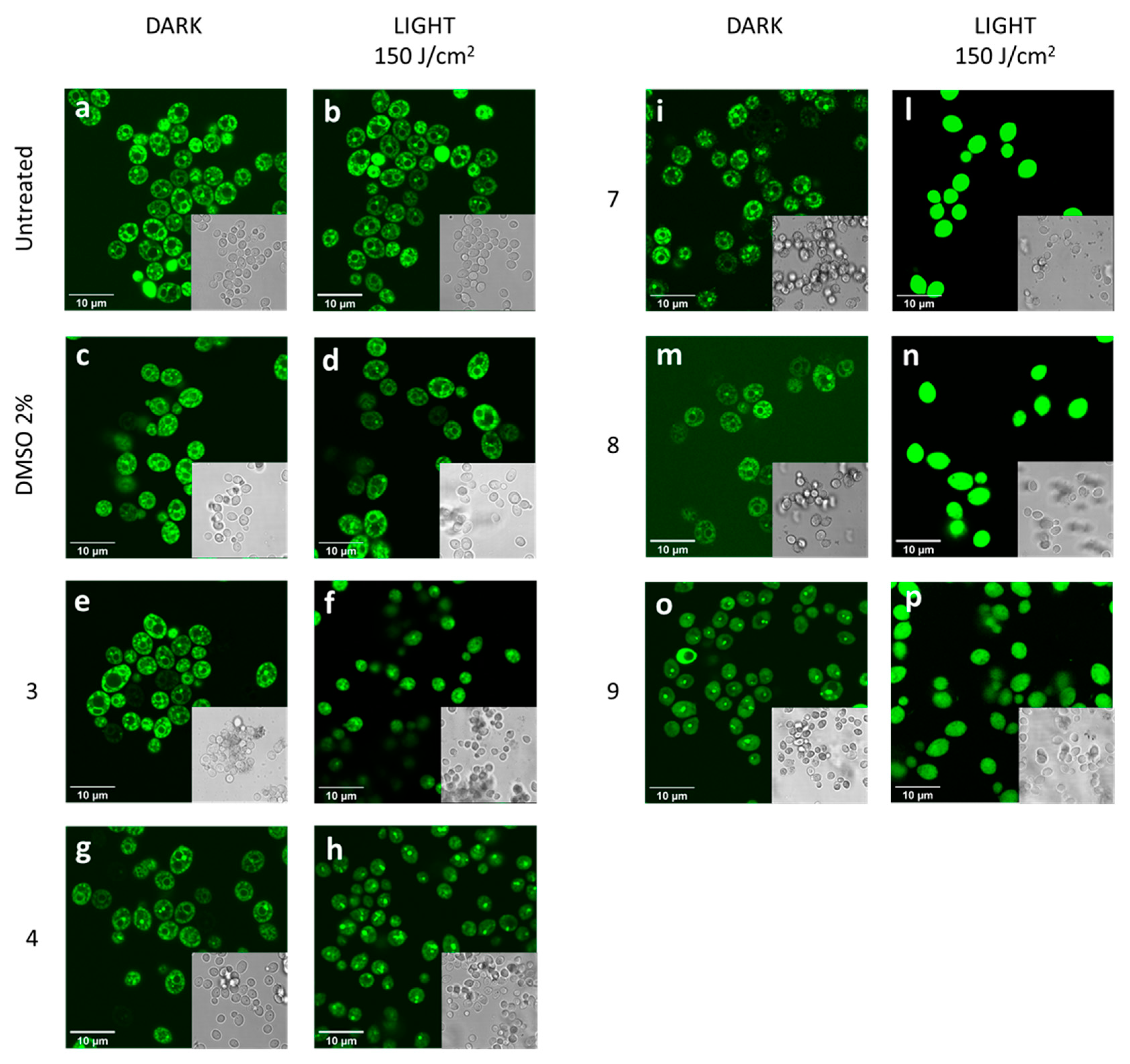 Cosmetics 07 00031 g006