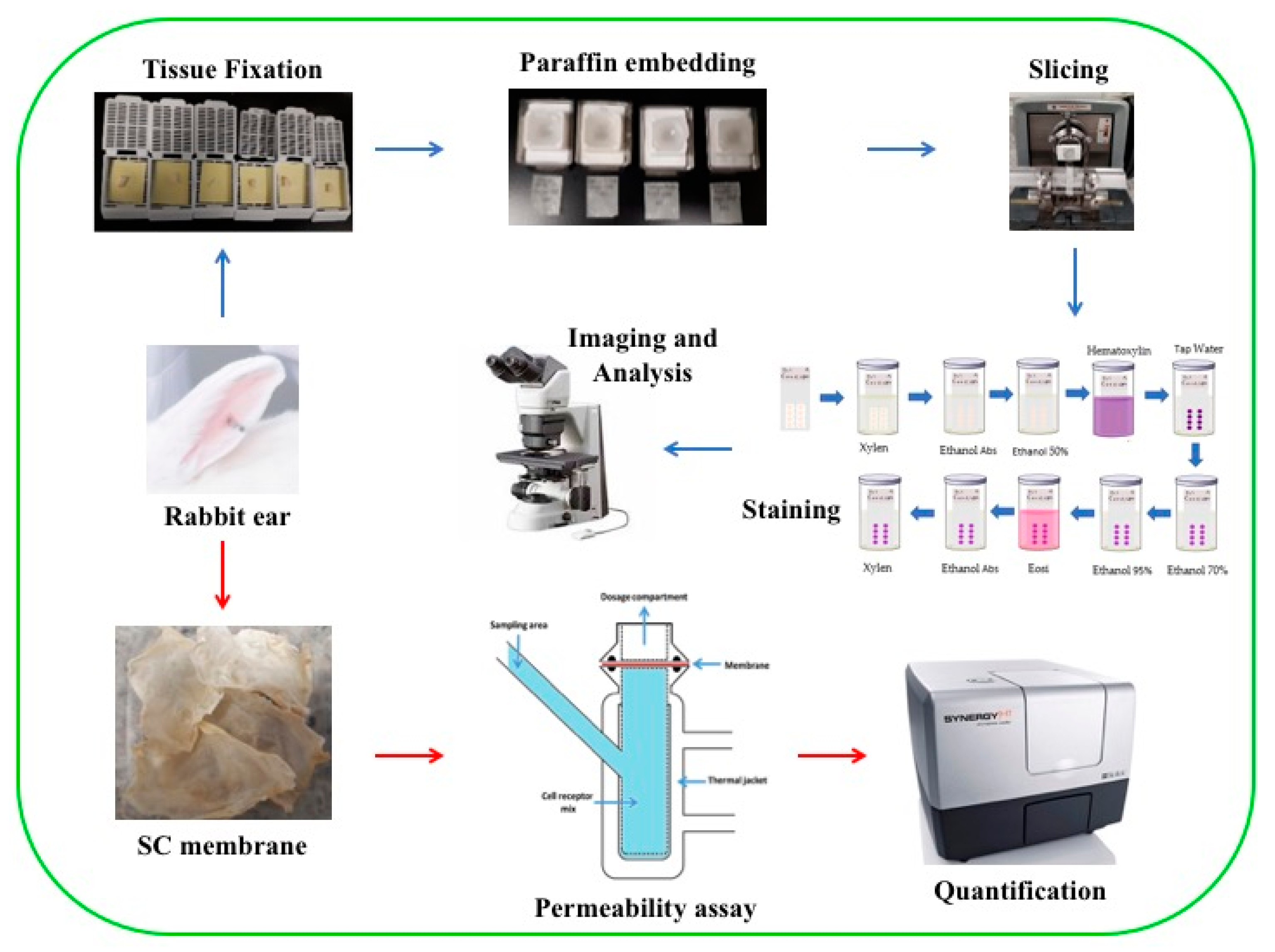 Cosmetics 07 00035 g001