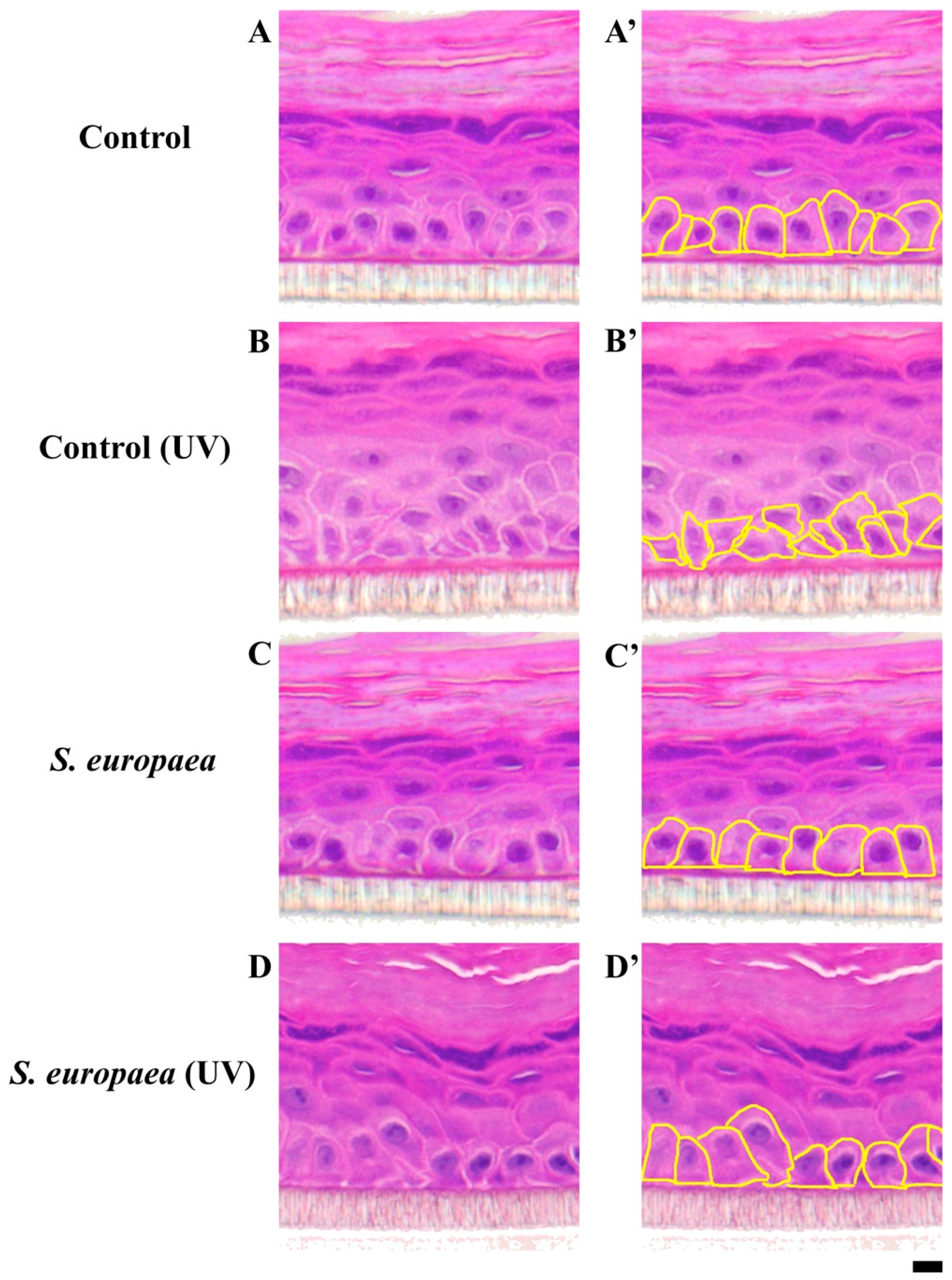 Cosmetics 07 00044 g002