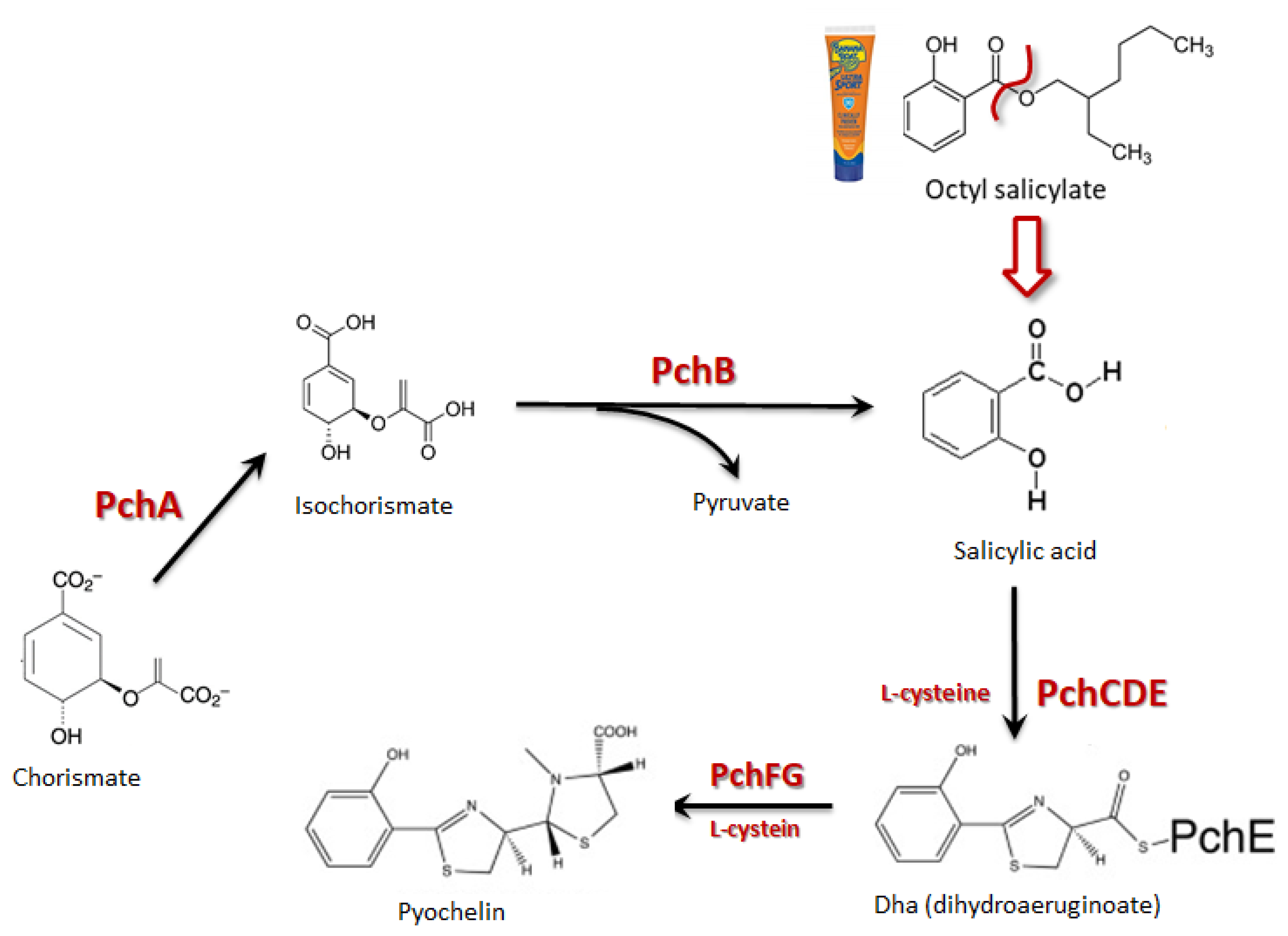 Cosmetics 07 00063 g001