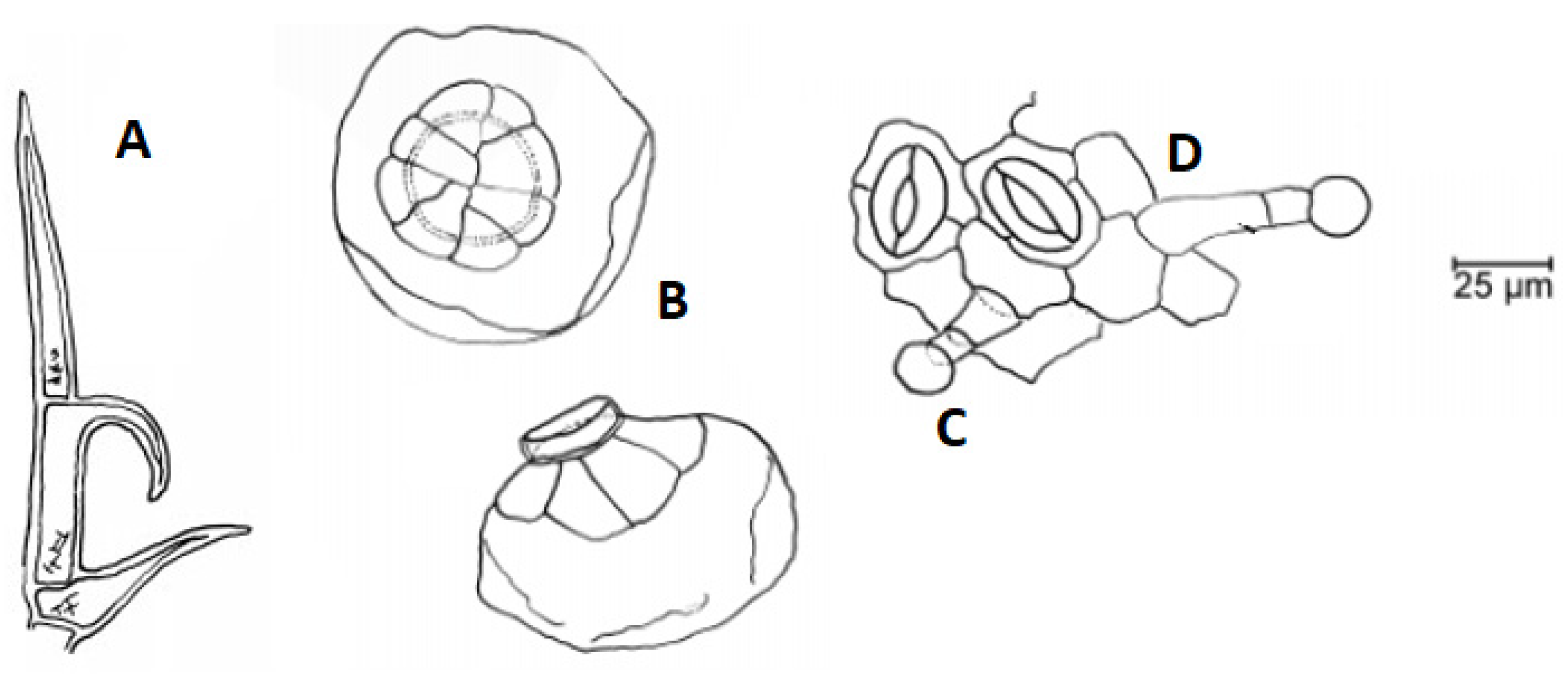 Cosmetics 07 00077 g001
