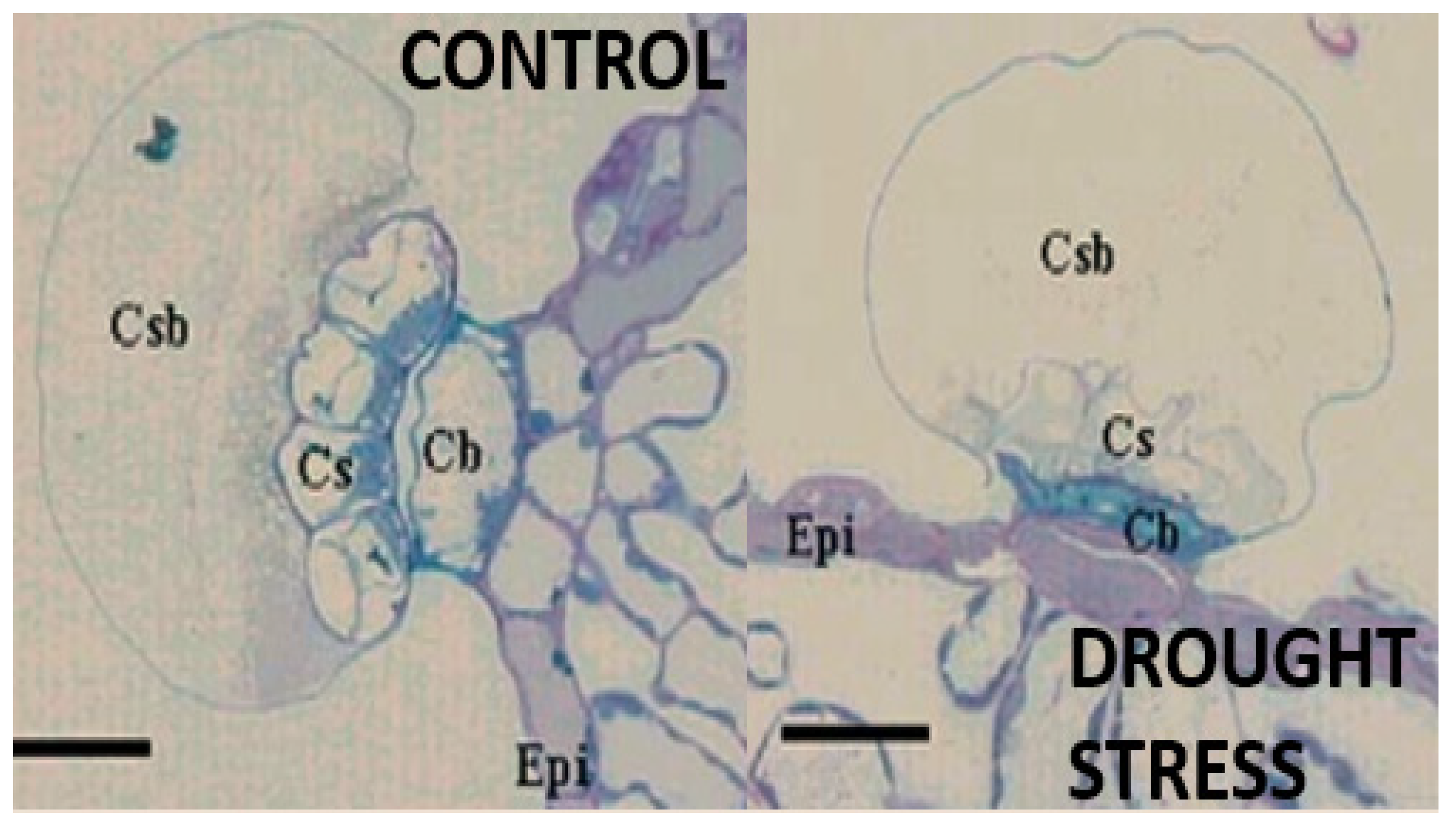 Cosmetics 07 00077 g003