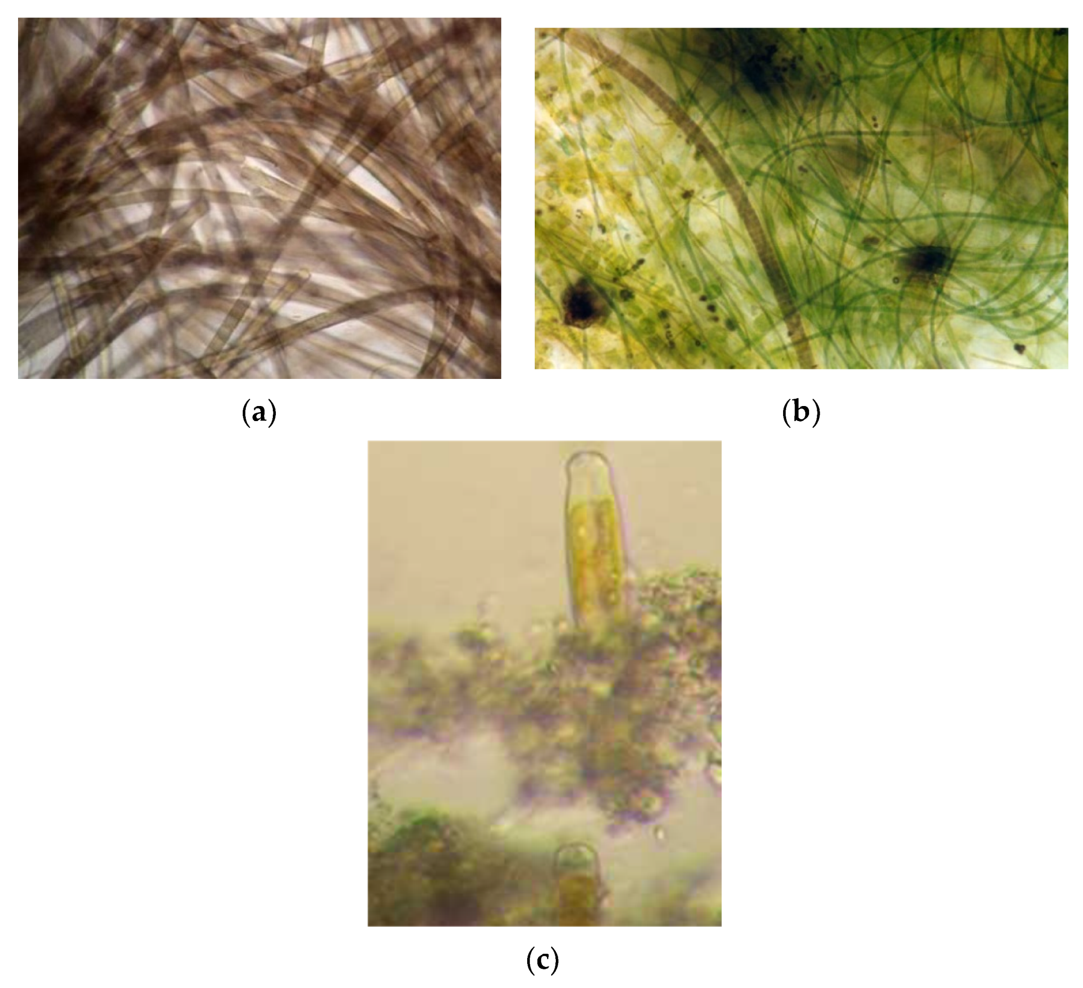 Cosmetics 07 00081 g001