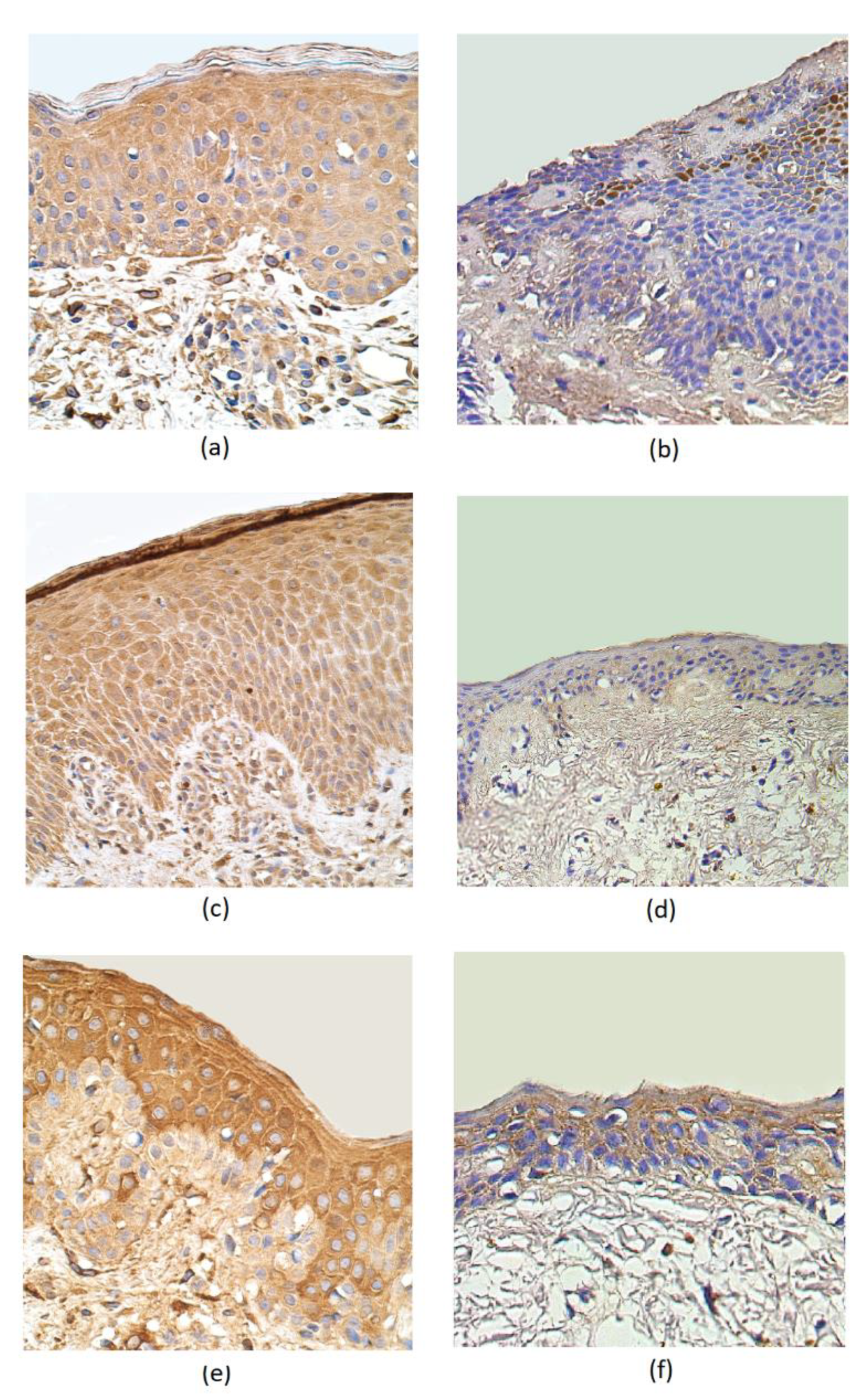 Cosmetics 07 00082 g002