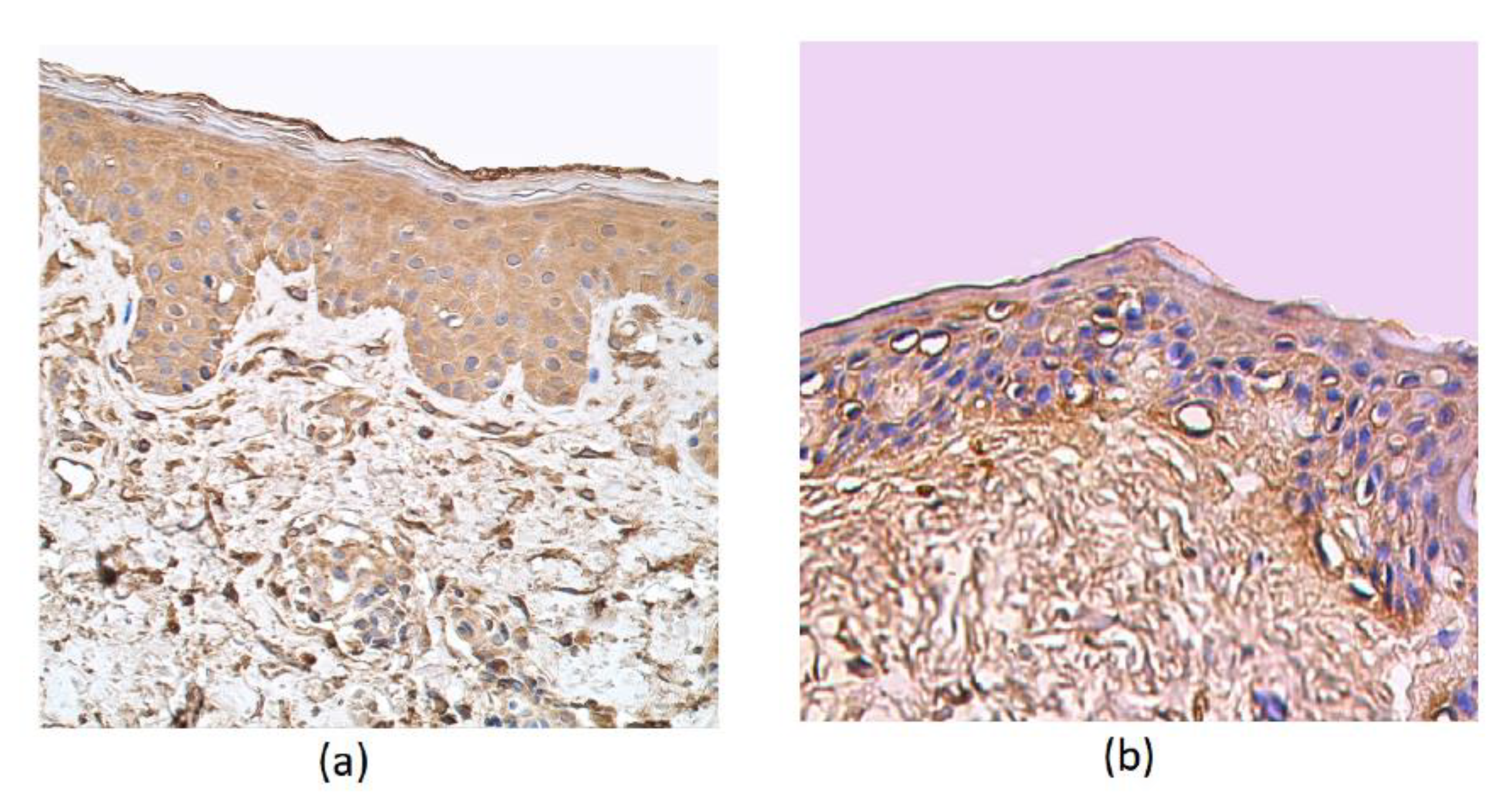 Cosmetics 07 00082 g004