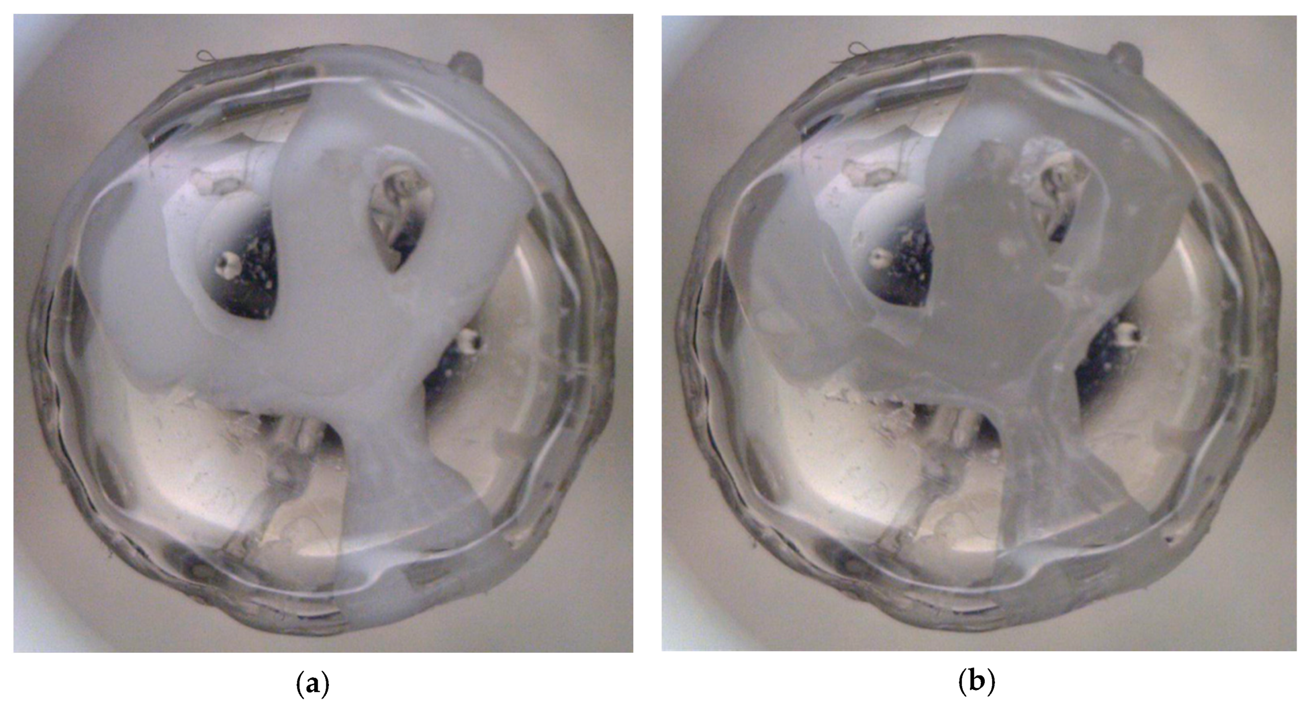 Cosmetics 07 00086 g005