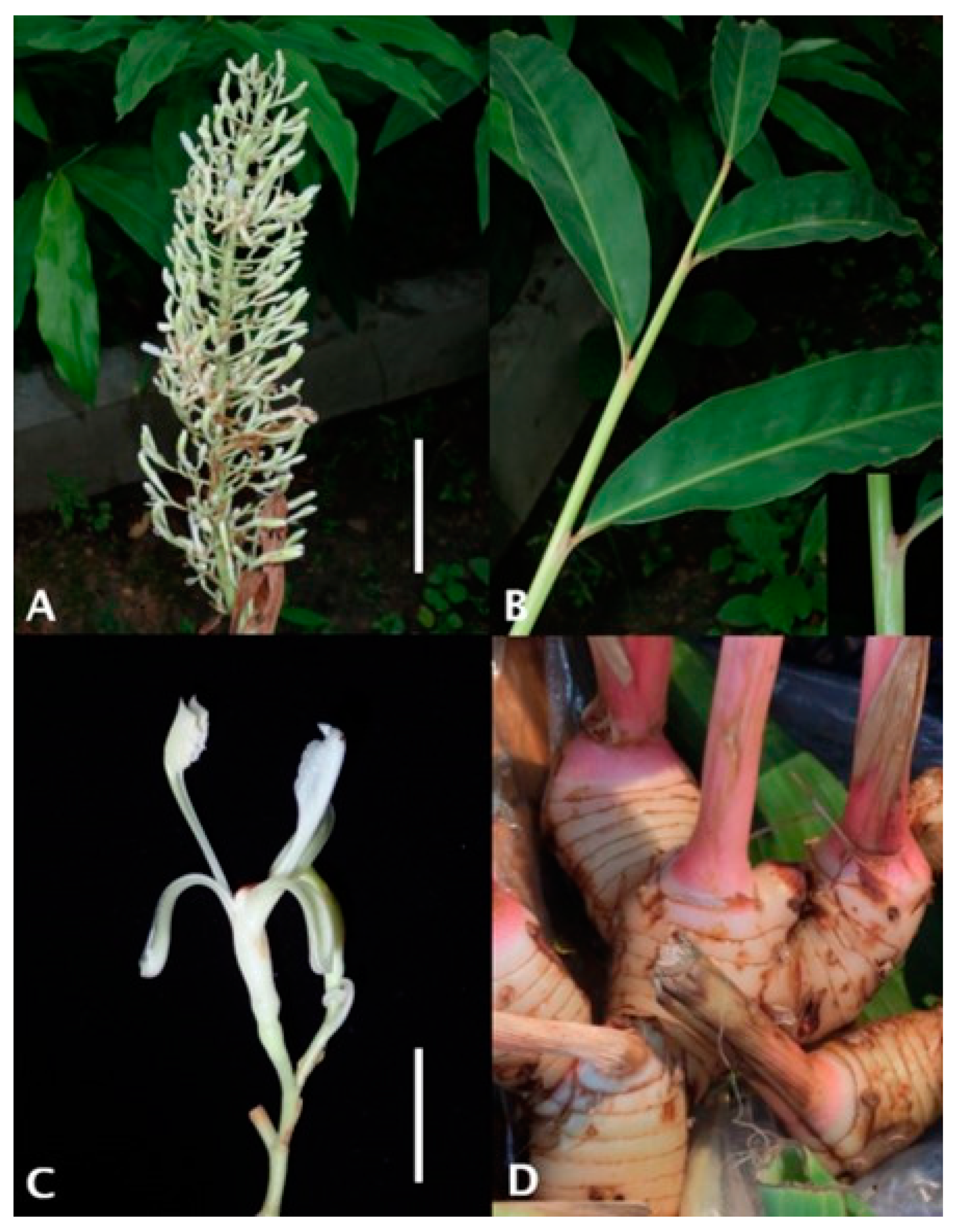 Cosmetics 07 00089 g001