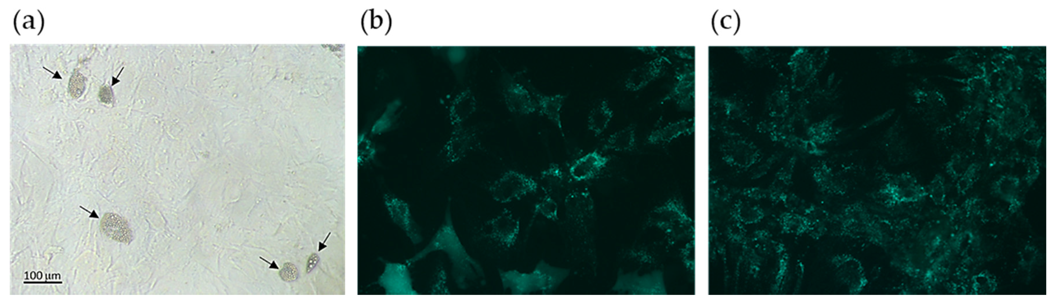 Cosmetics 07 00096 g010