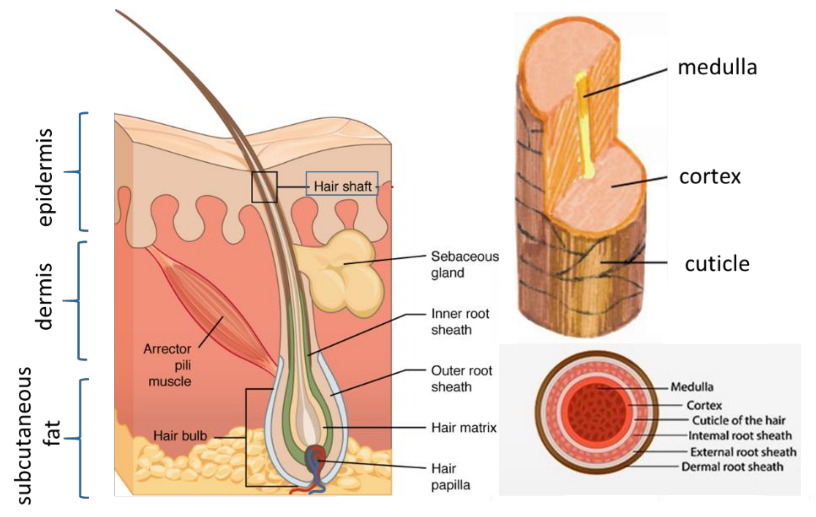 Cosmetics 08 00020 g003