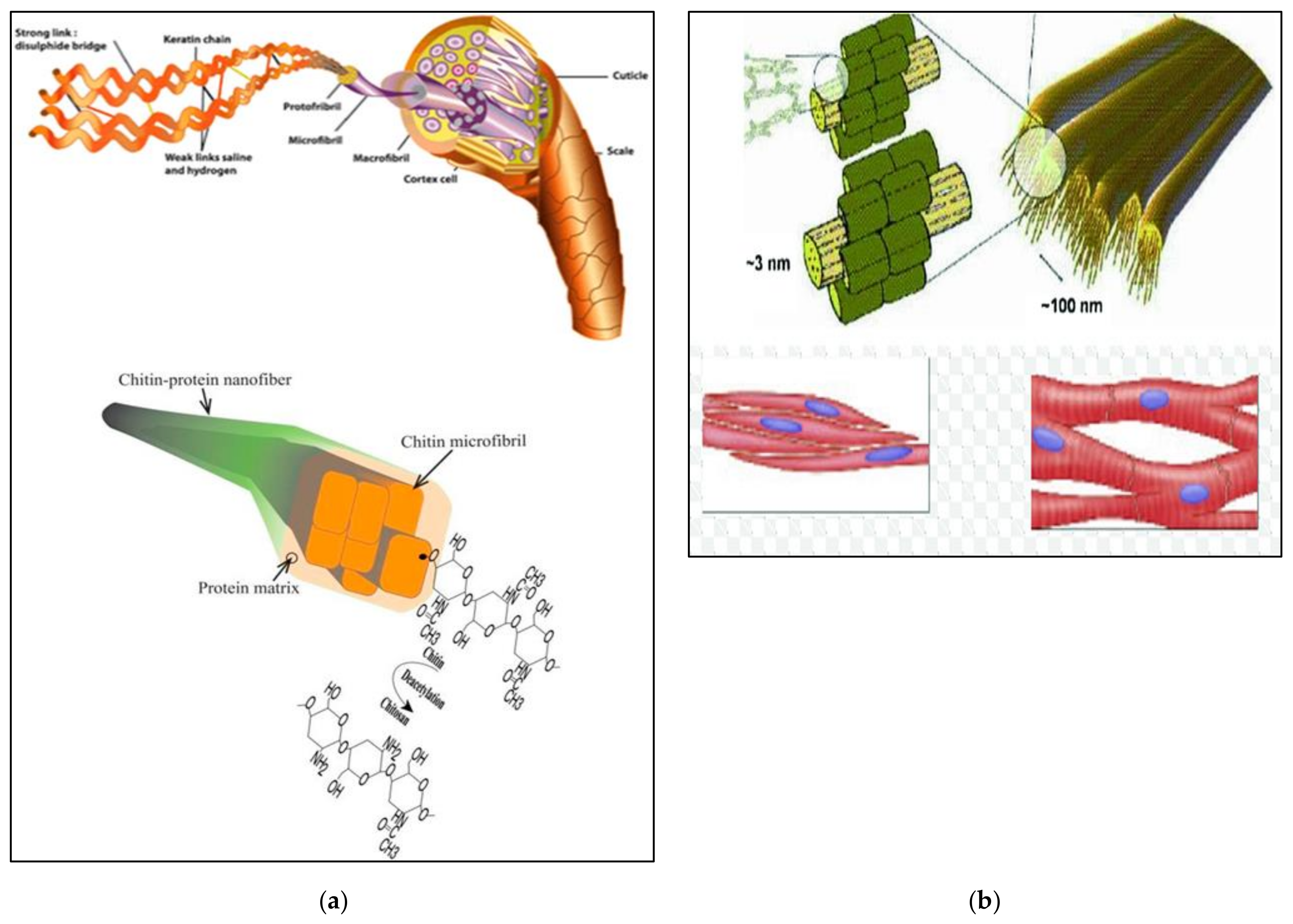 Cosmetics 08 00020 g005