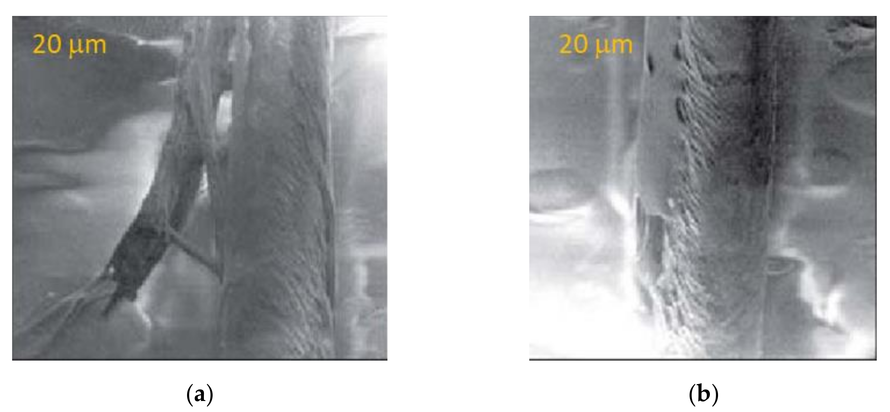 Cosmetics 08 00020 g008