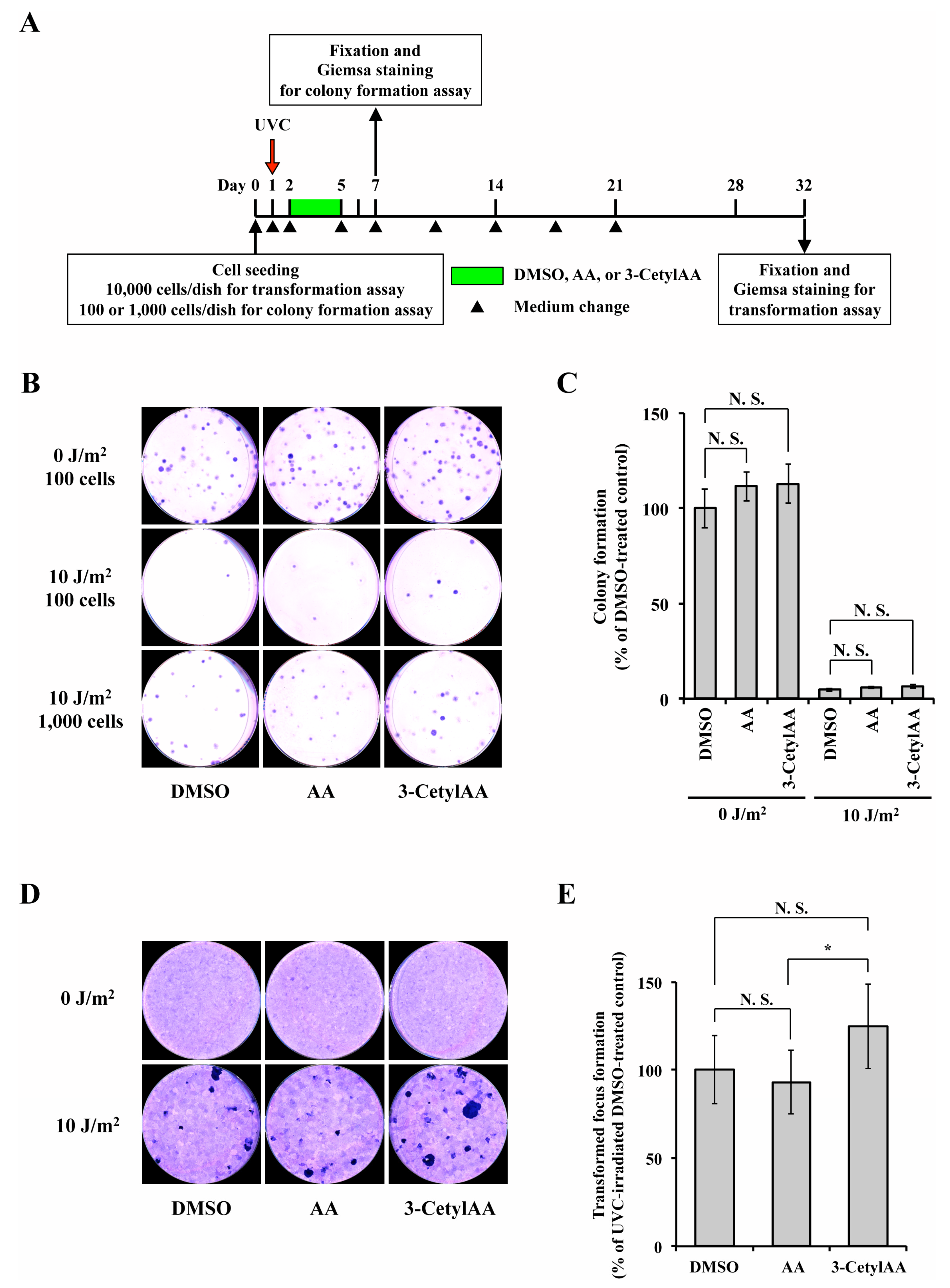 Cosmetics 08 00038 g004