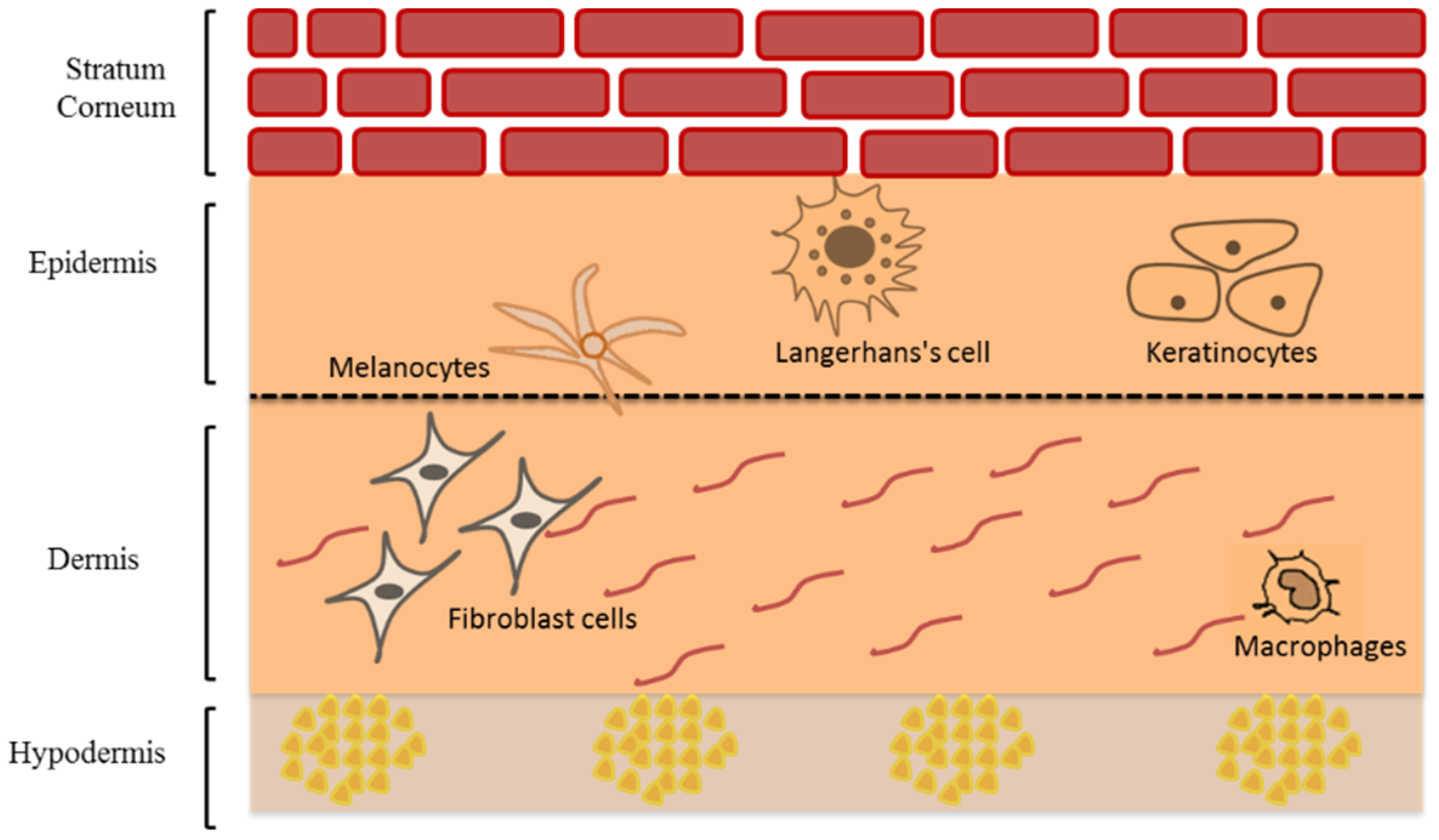 Cosmetics 08 00039 g001 Cosmetics 08 00039 g001