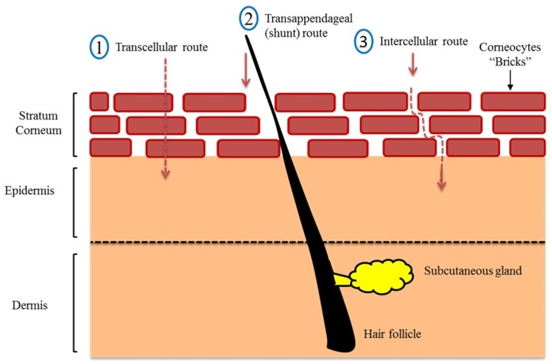 Cosmetics 08 00039 g002 Cosmetics 08 00039 g002