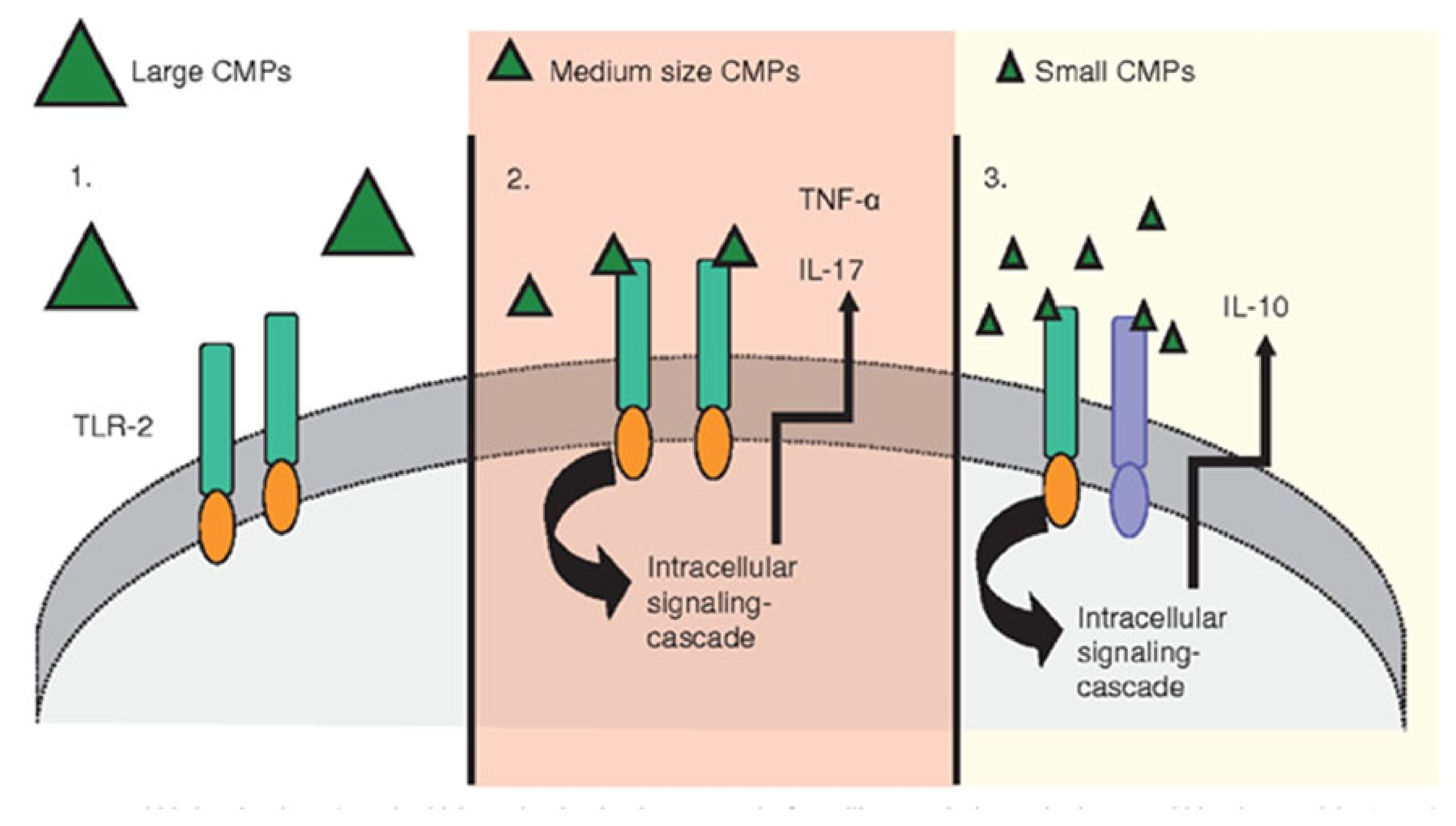Cosmetics 08 00065 g004