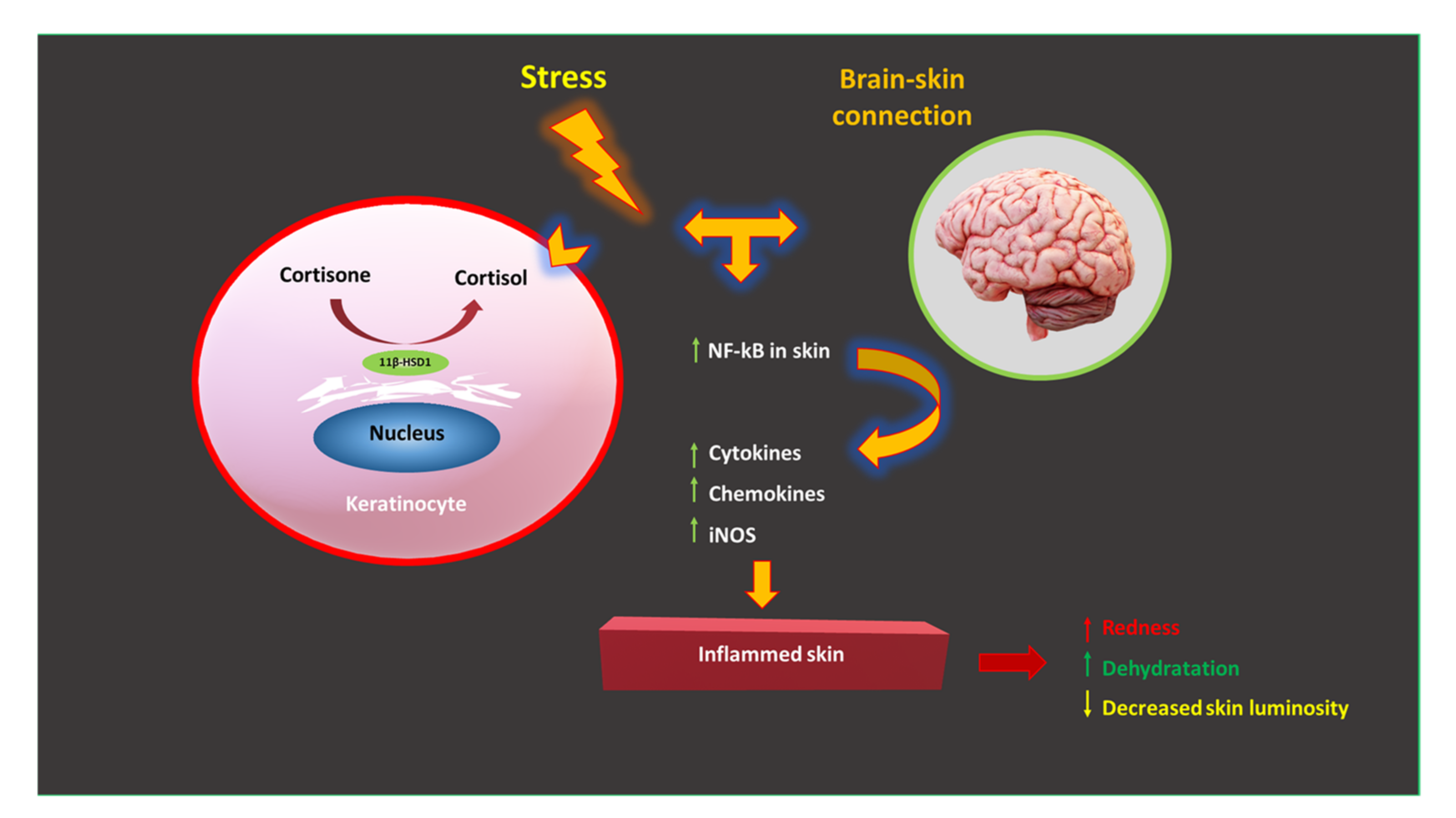 Cosmetics 08 00066 g002