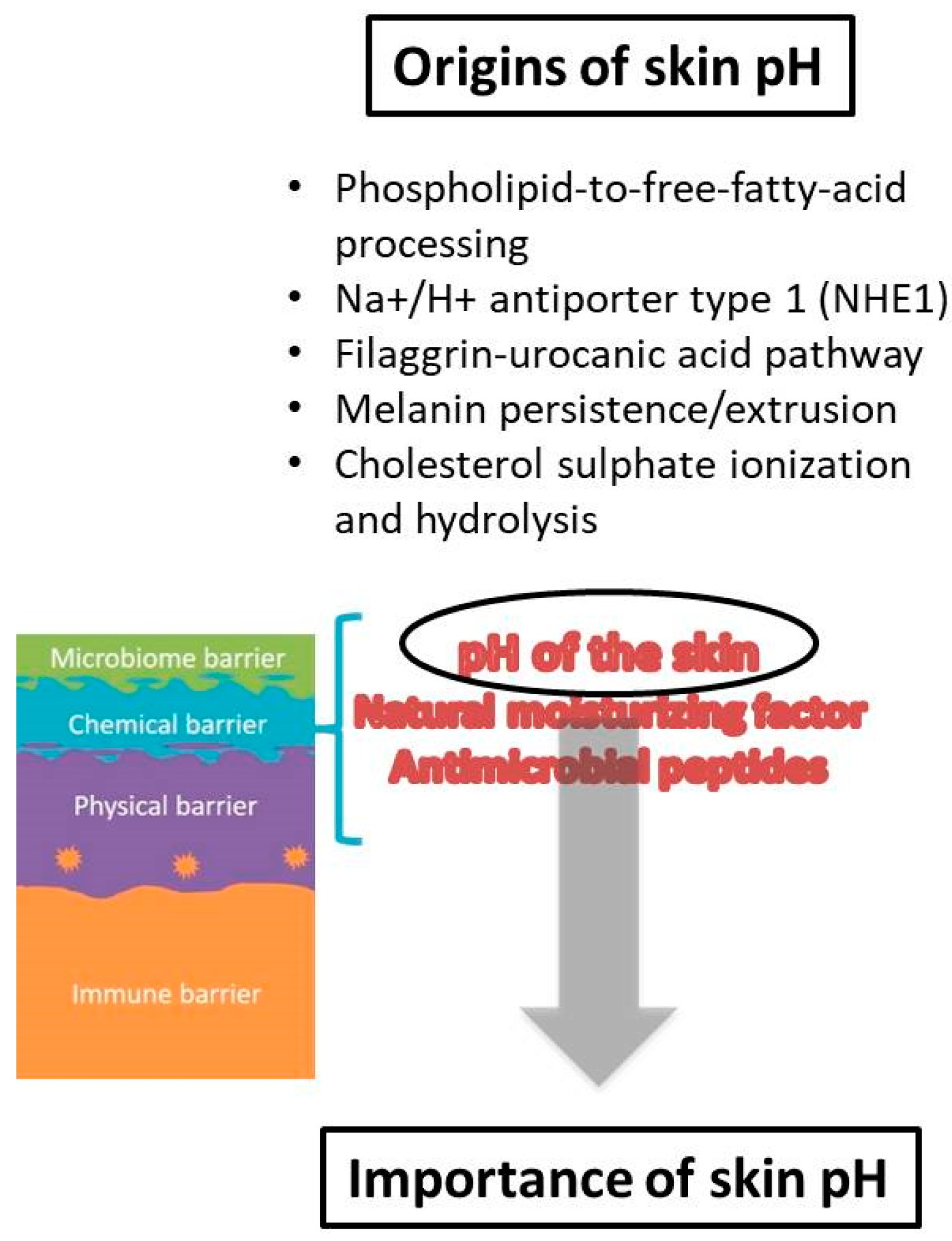 Cosmetics 08 00069 g002