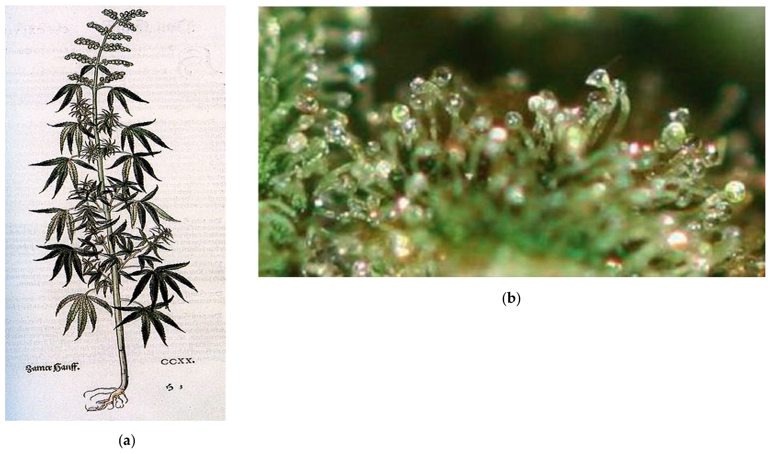 Cosmetics 08 00085 g001