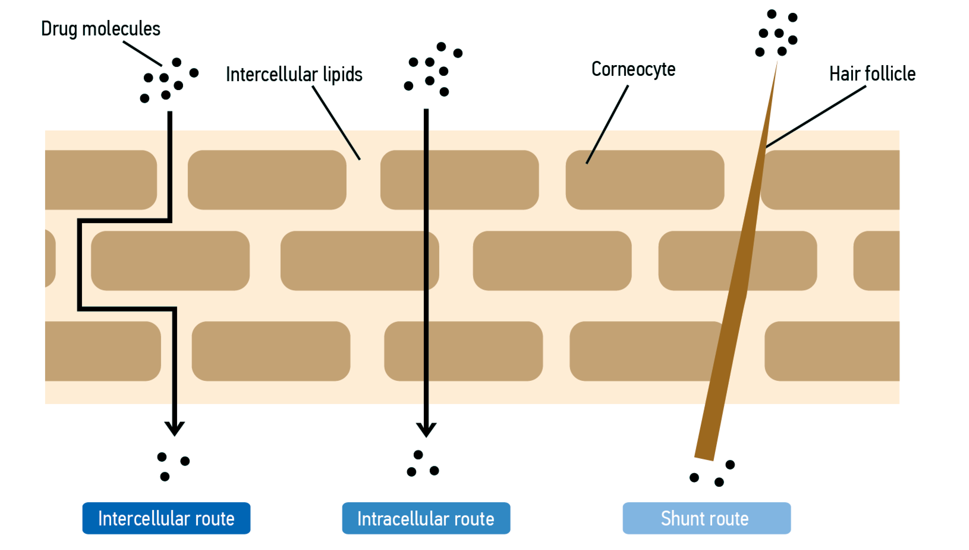 Cosmetics 08 00089 g001