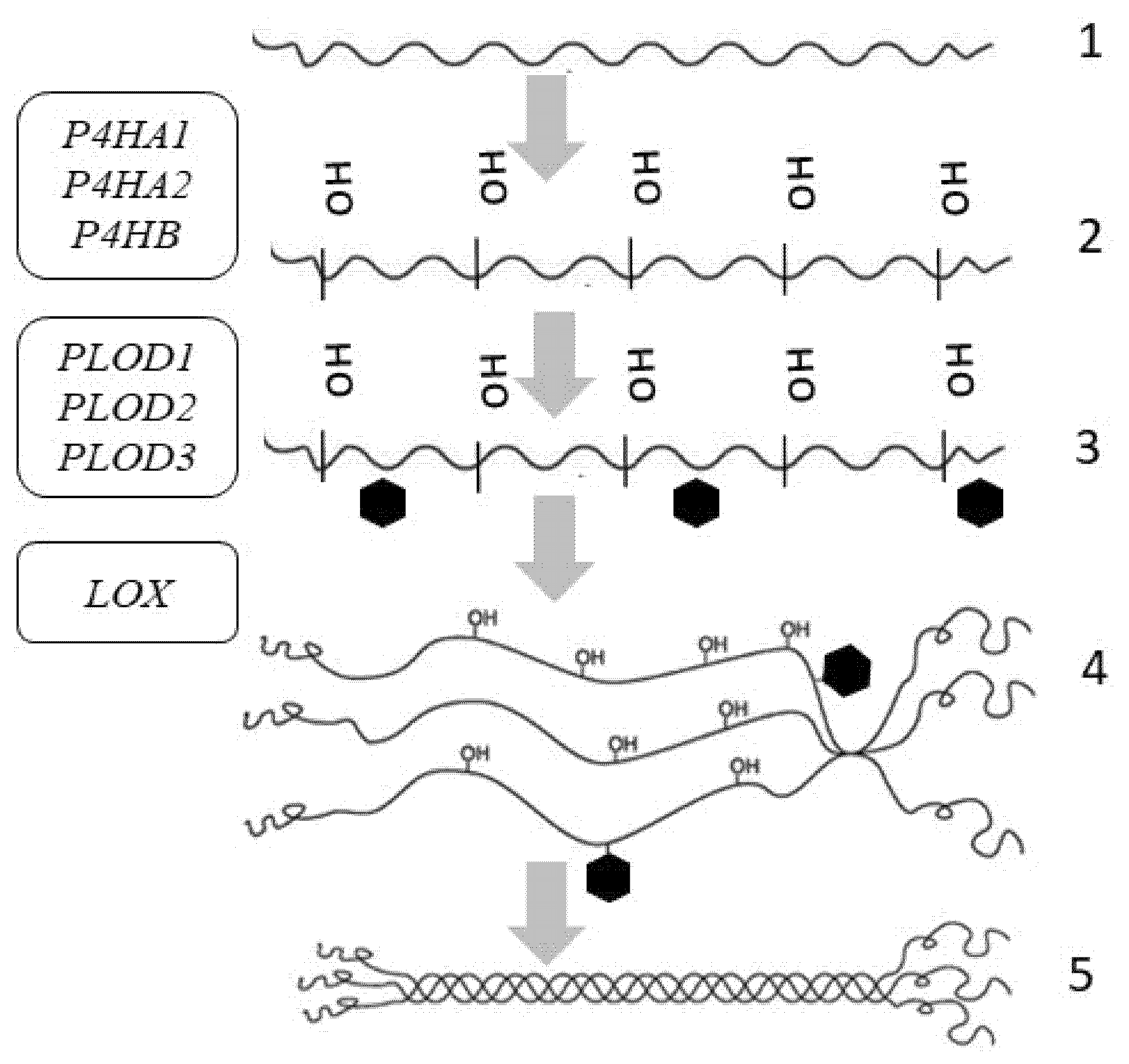 Cosmetics 08 00092 g003