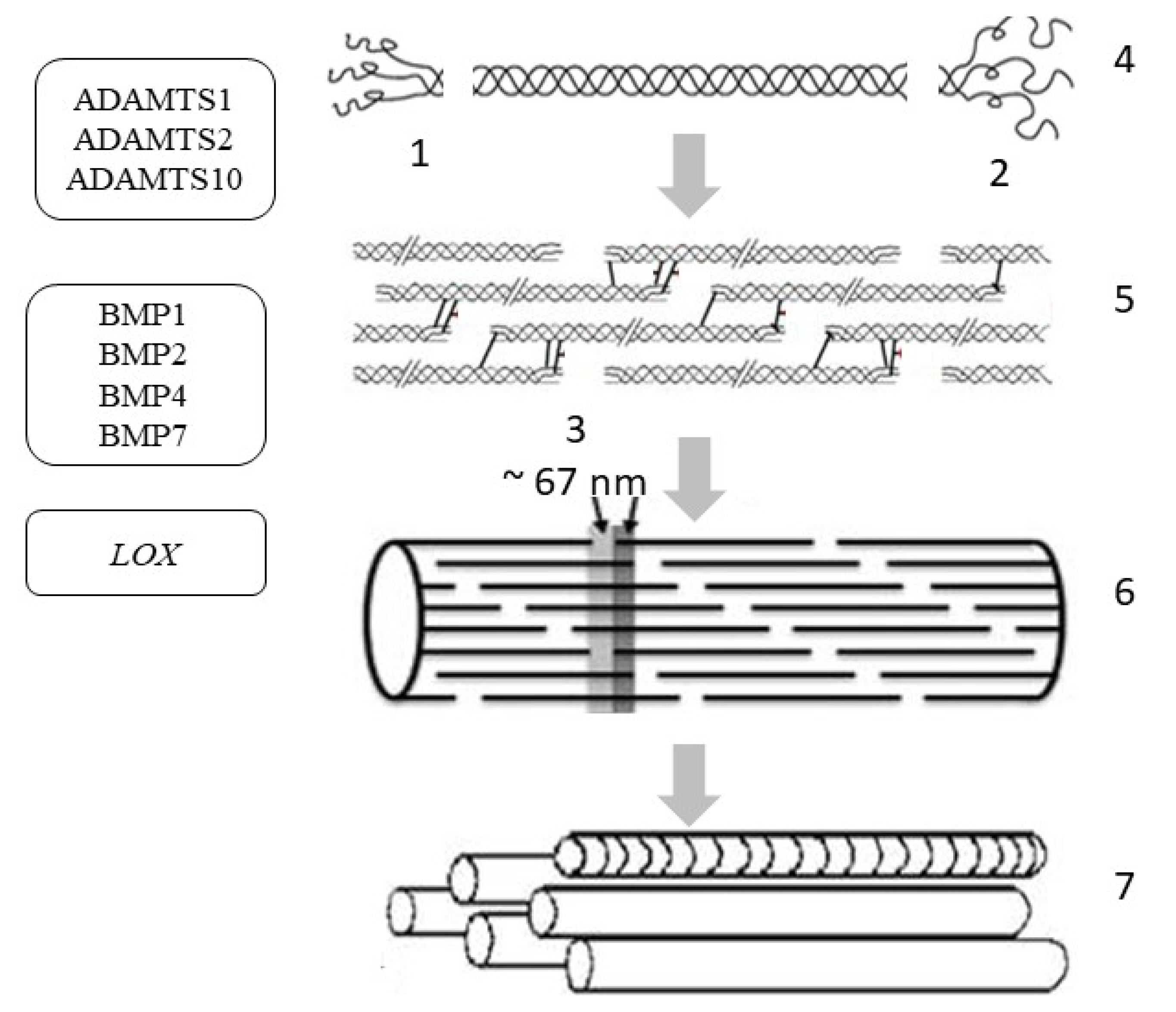 Cosmetics 08 00092 g004