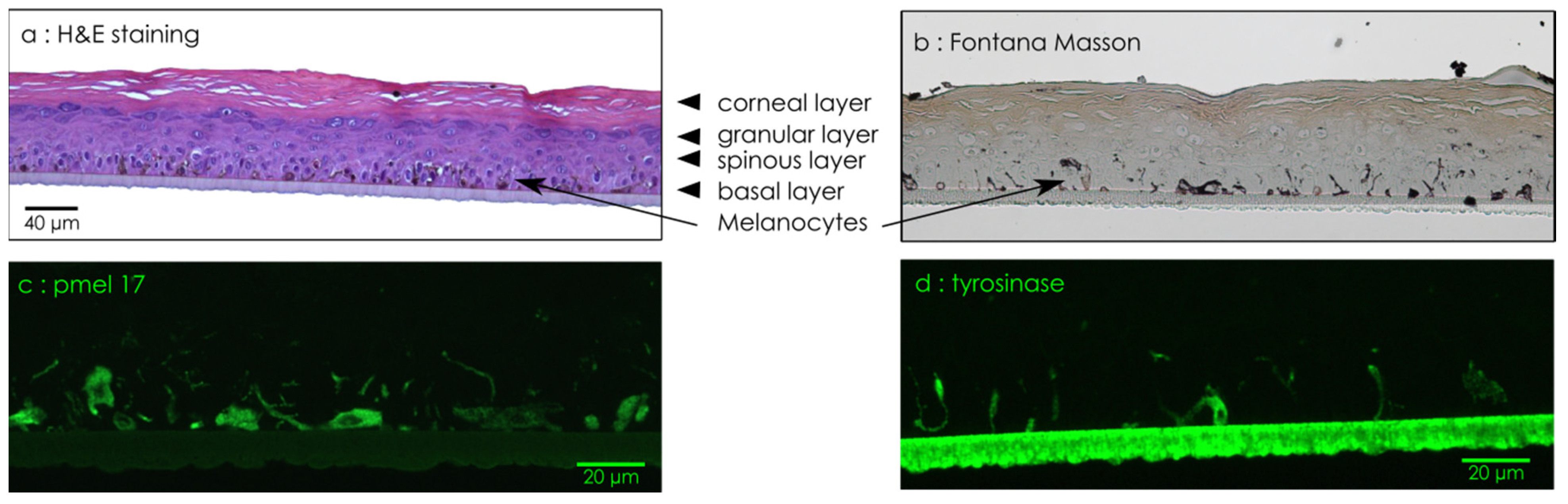 Cosmetics 08 00098 g001