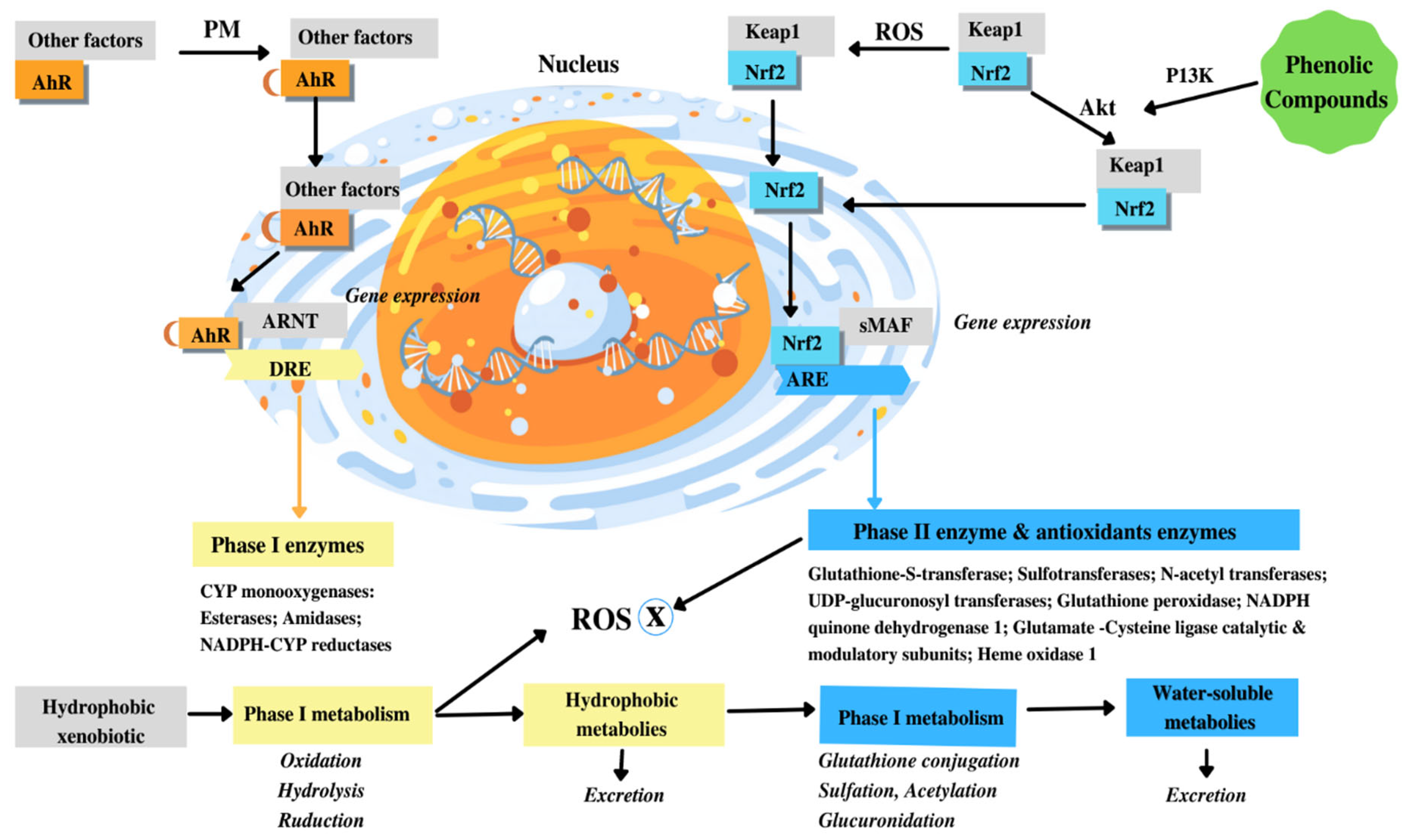 Cosmetics 08 00106 g002