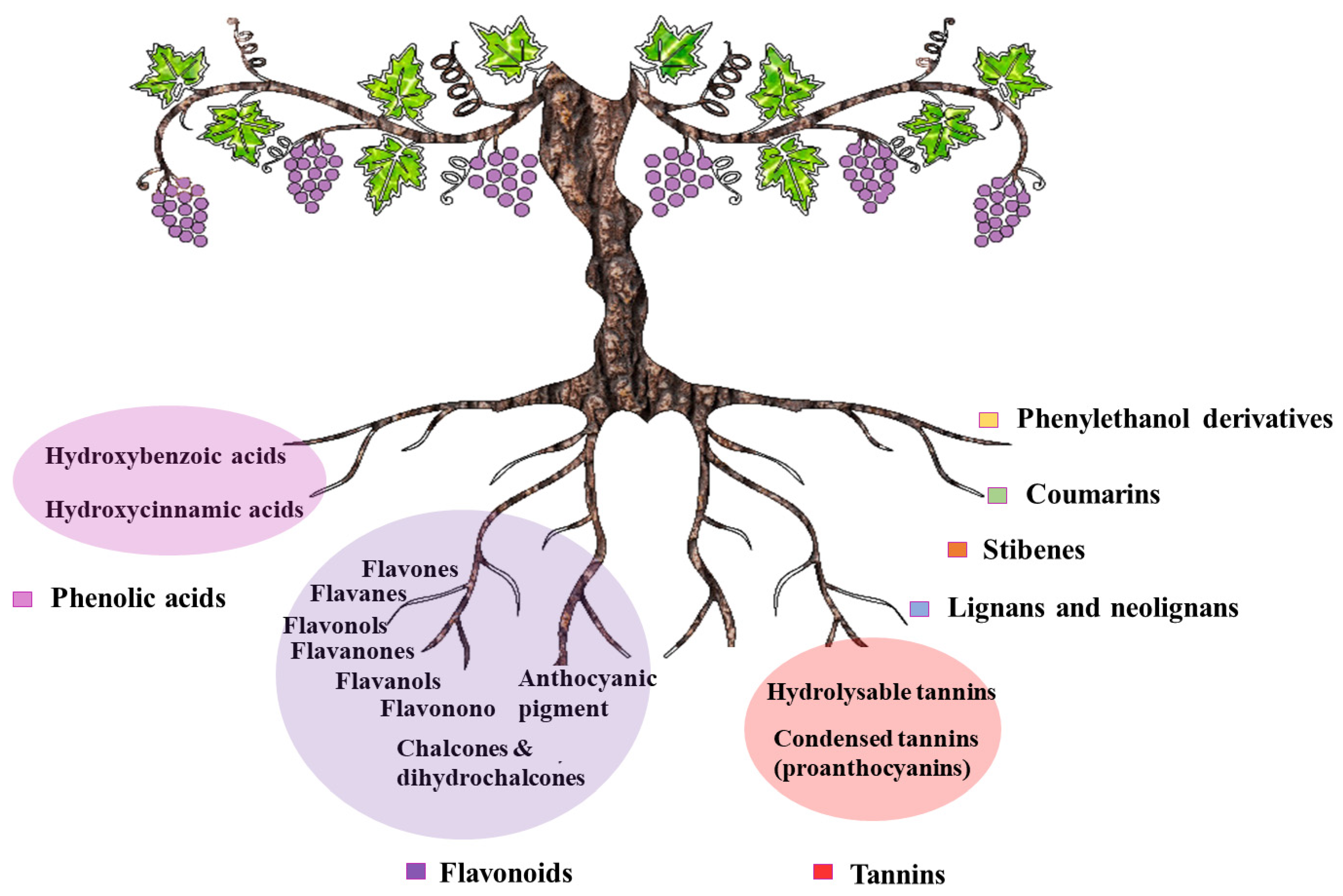Cosmetics 08 00109 g002