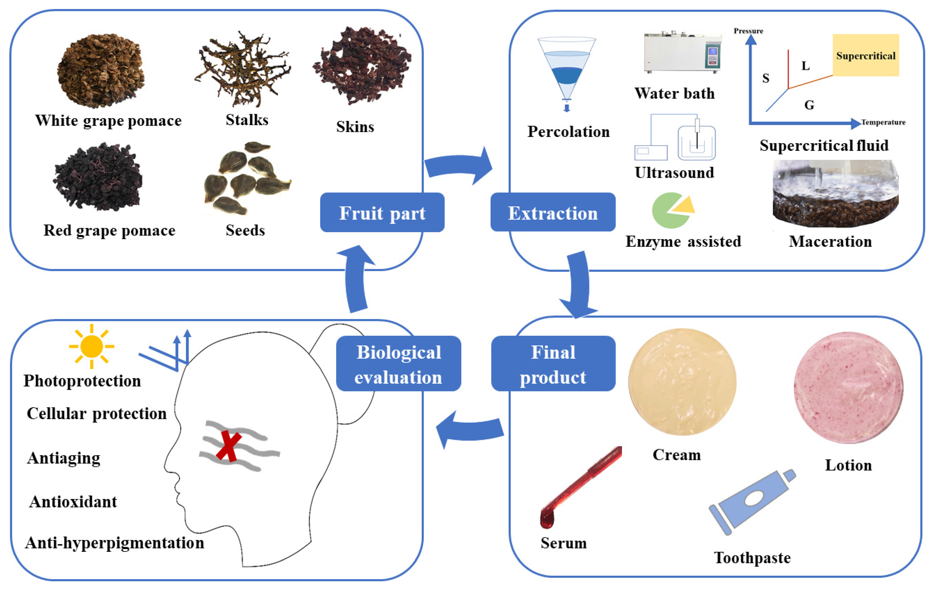 Cosmetics 08 00109 g003
