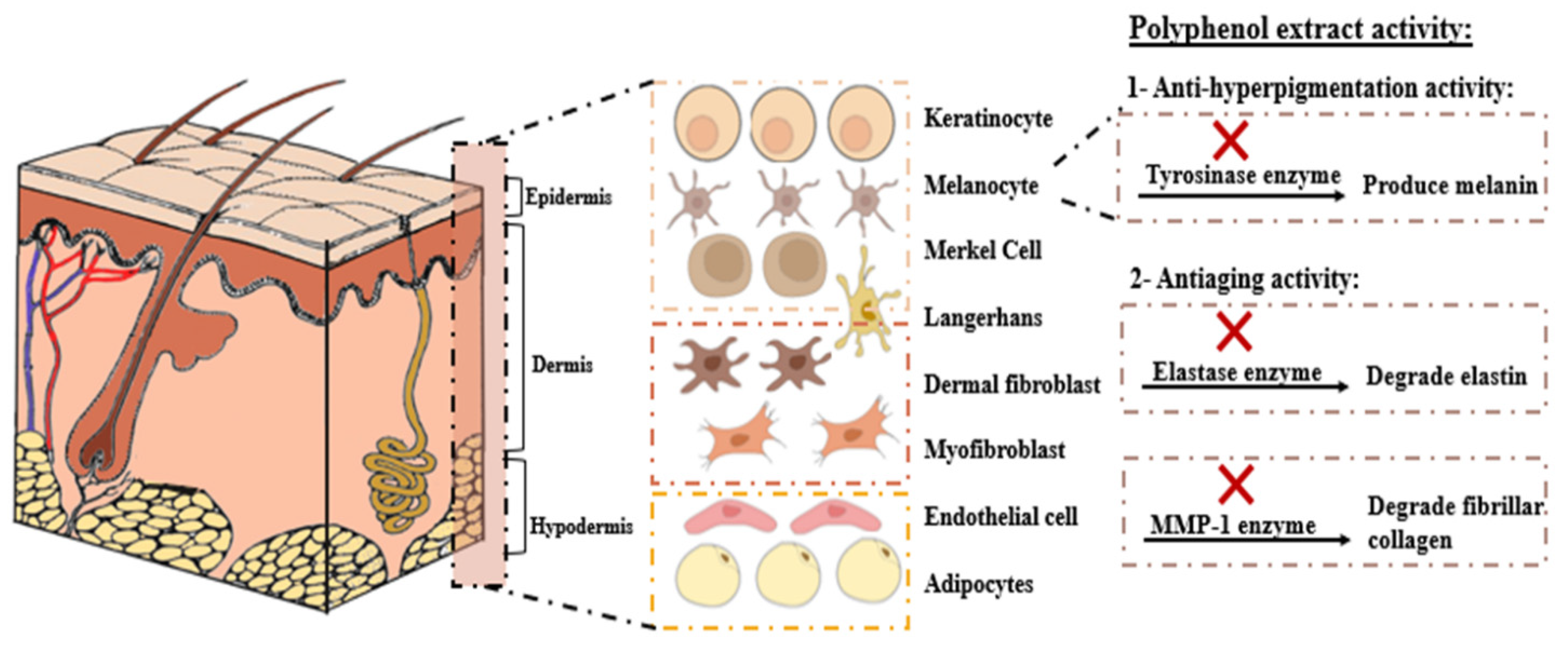 Cosmetics 08 00109 g004