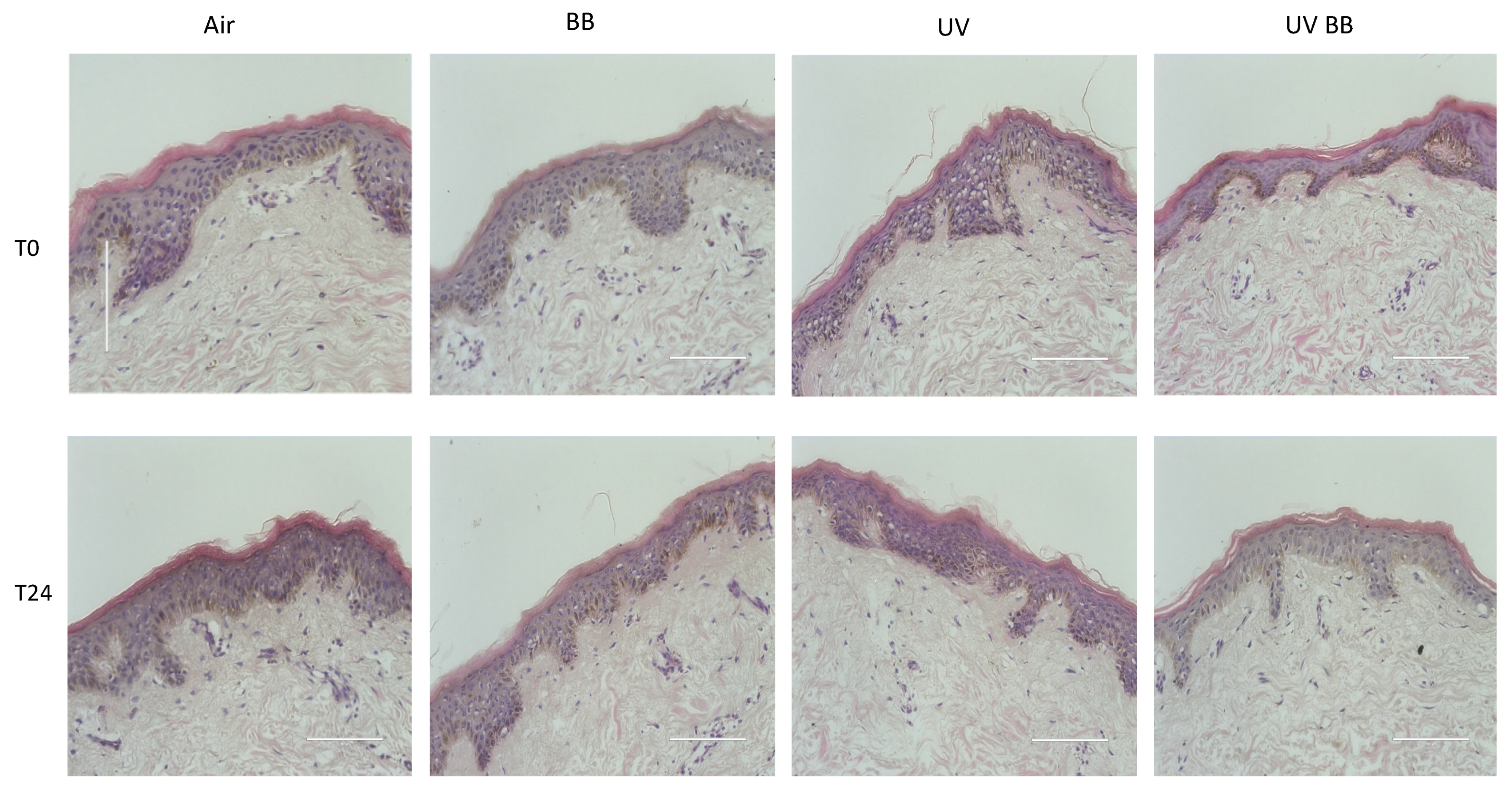 Cosmetics 08 00112 g002