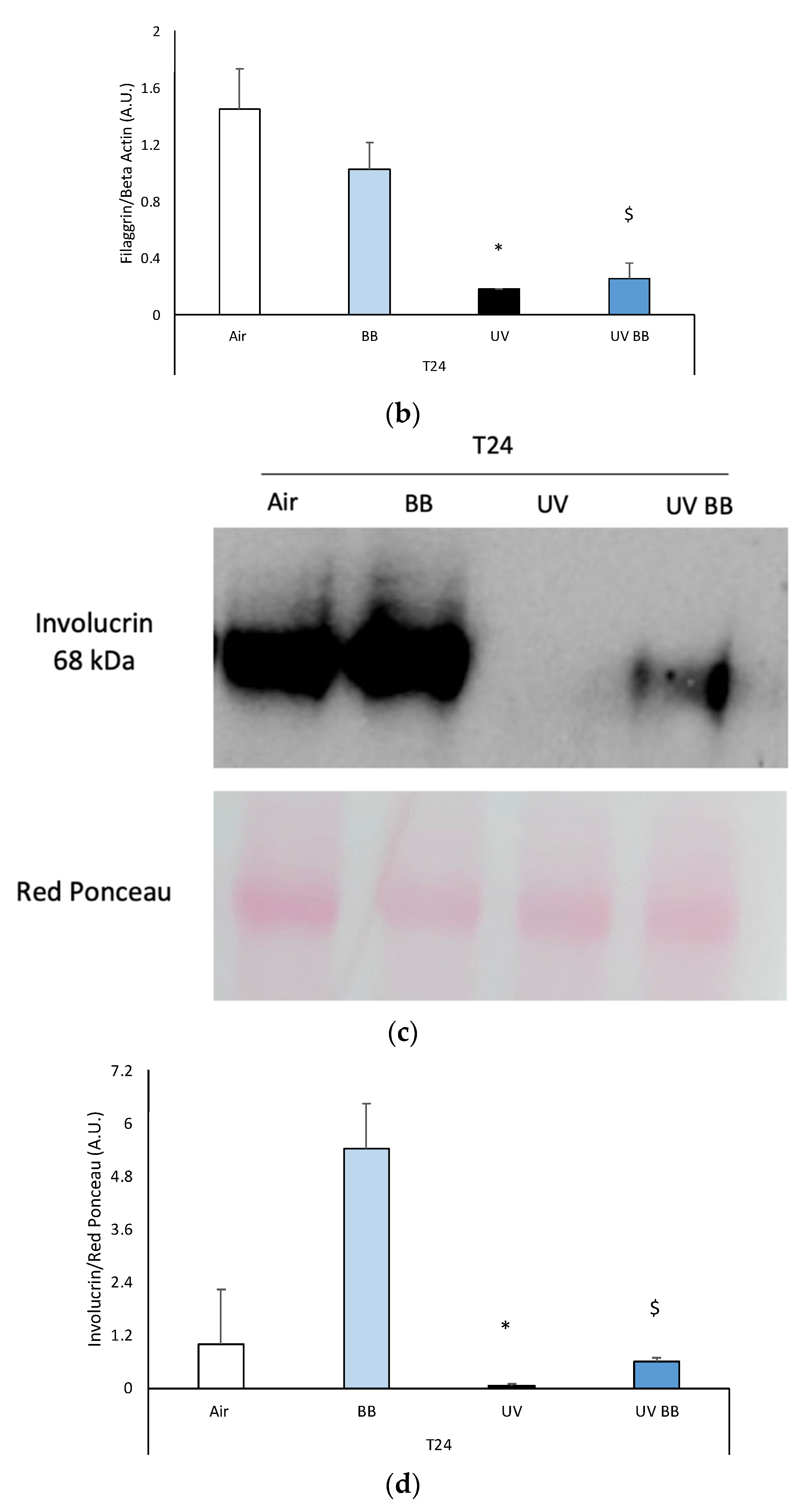 Cosmetics 08 00112 g005b