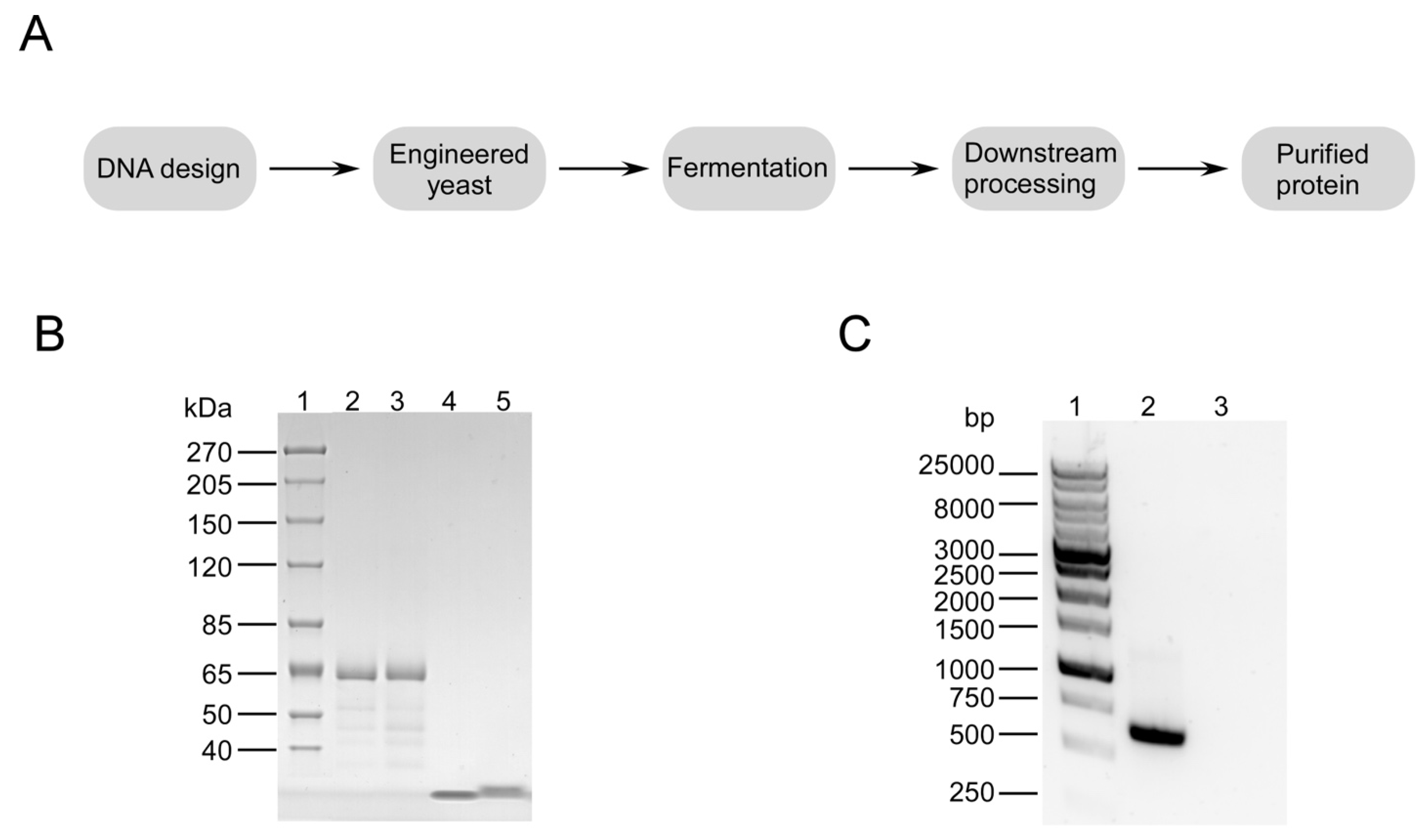 Cosmetics 09 00008 g001