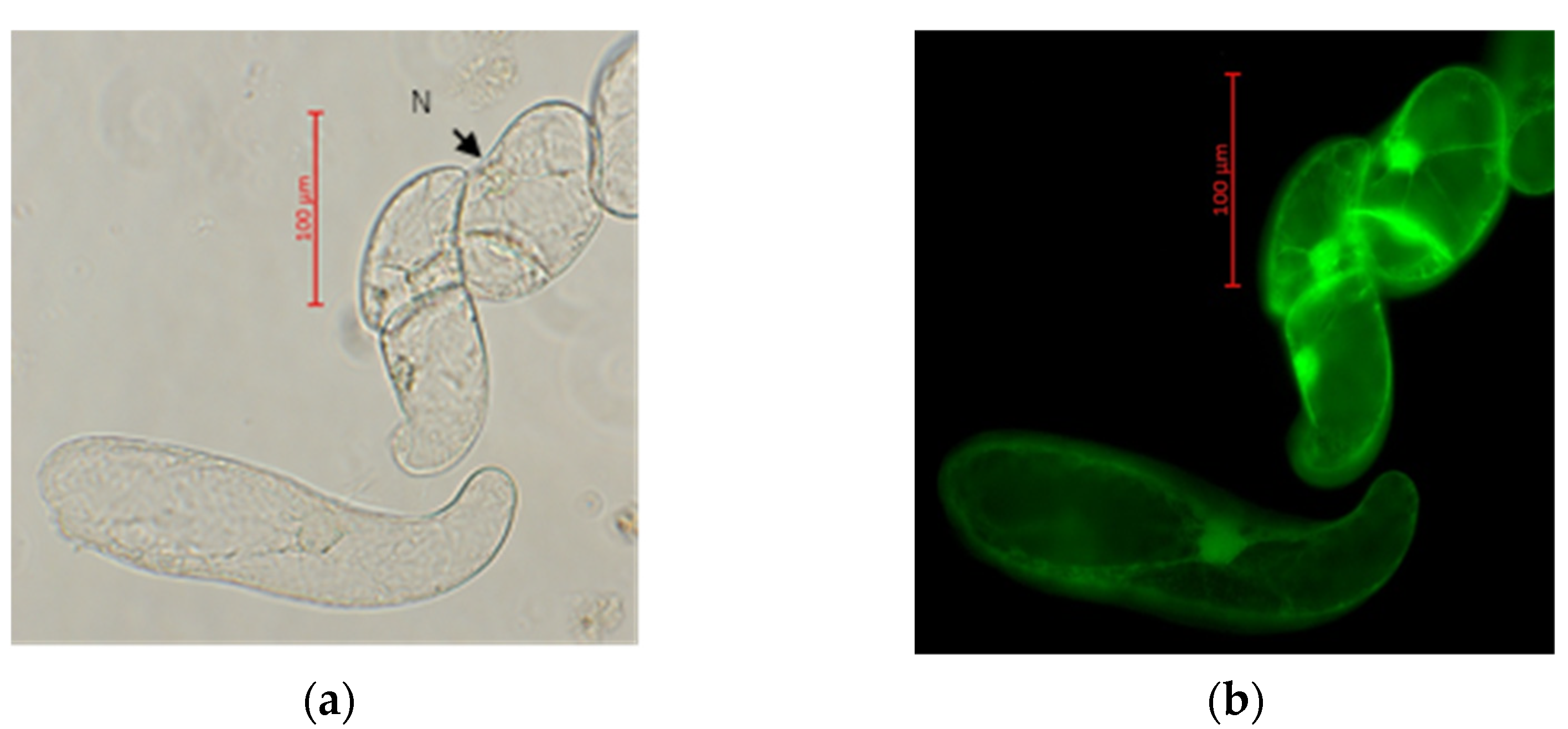 Cosmetics 09 00012 g001