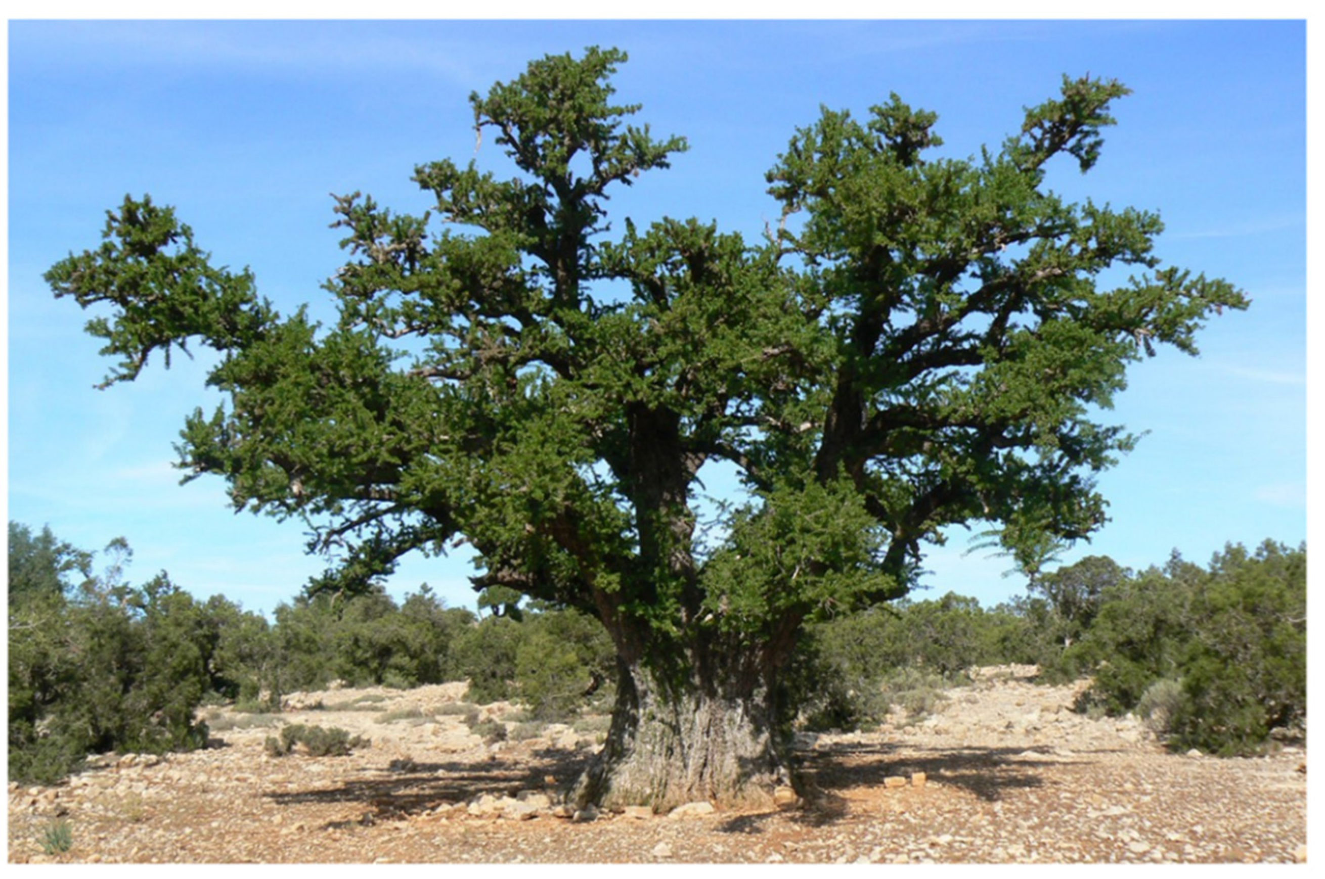 Cosmetics 09 00024 g001