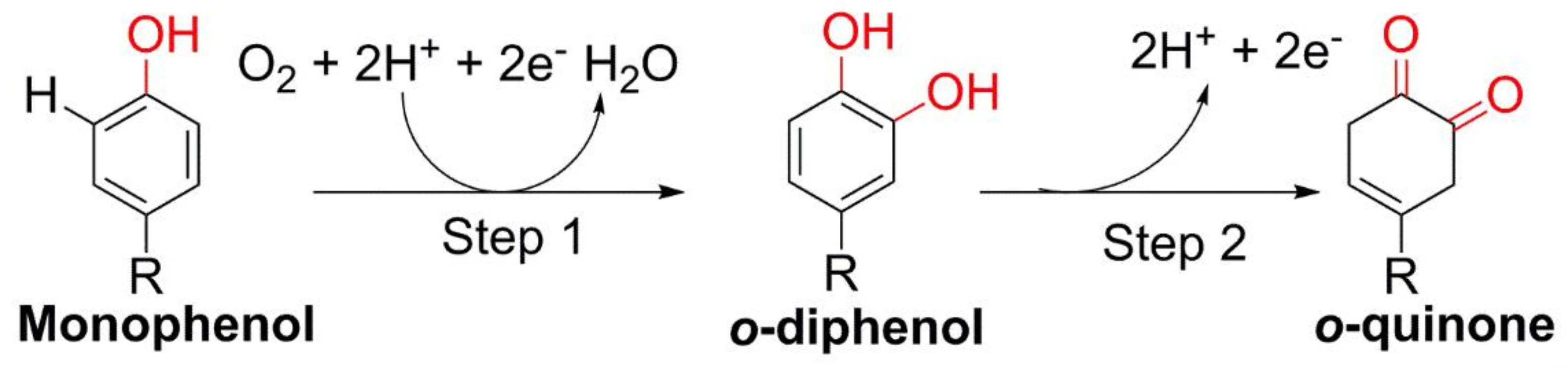 Cosmetics 09 00064 g003