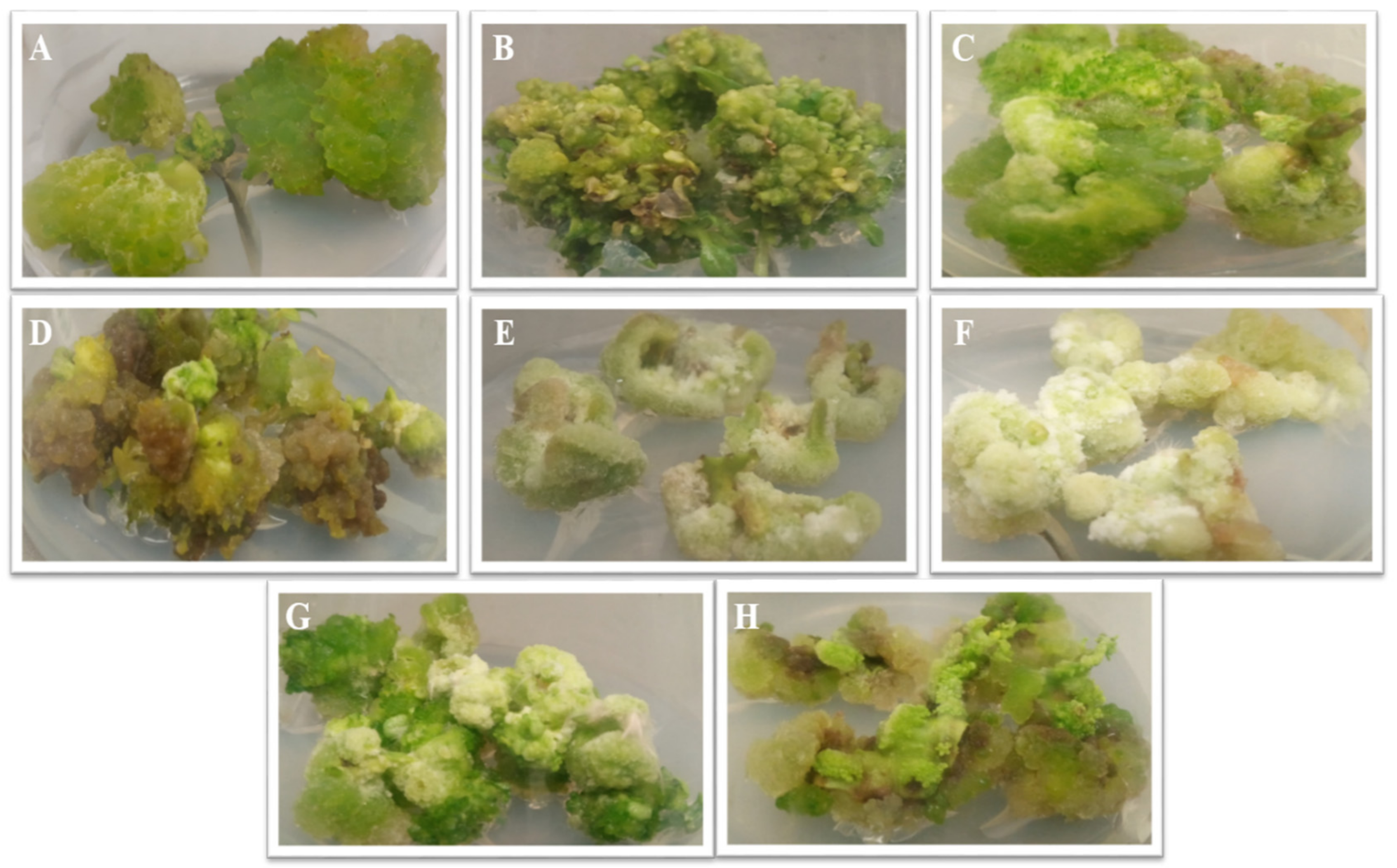 Cosmetics 09 00071 g001