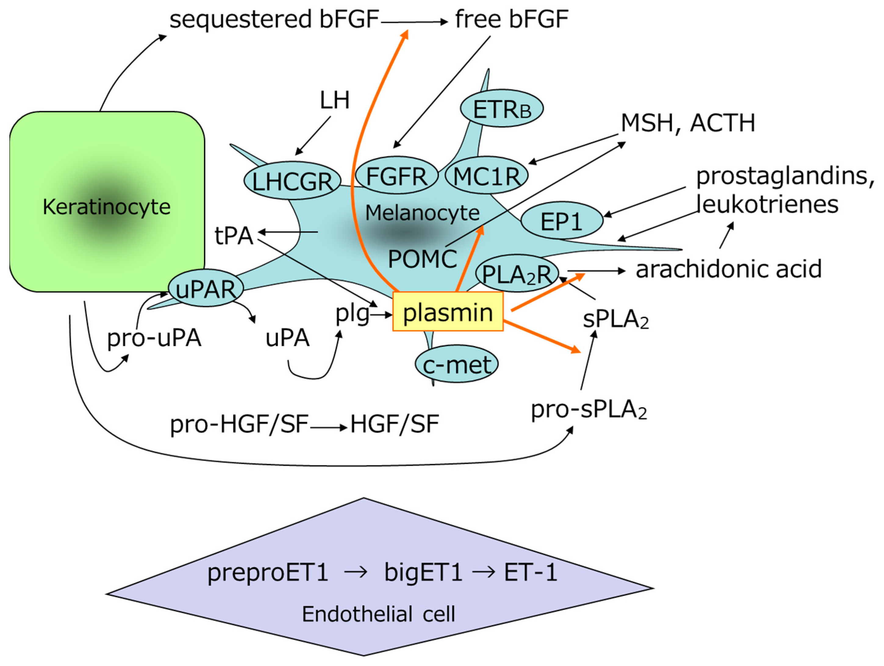 Cosmetics 09 00108 g004