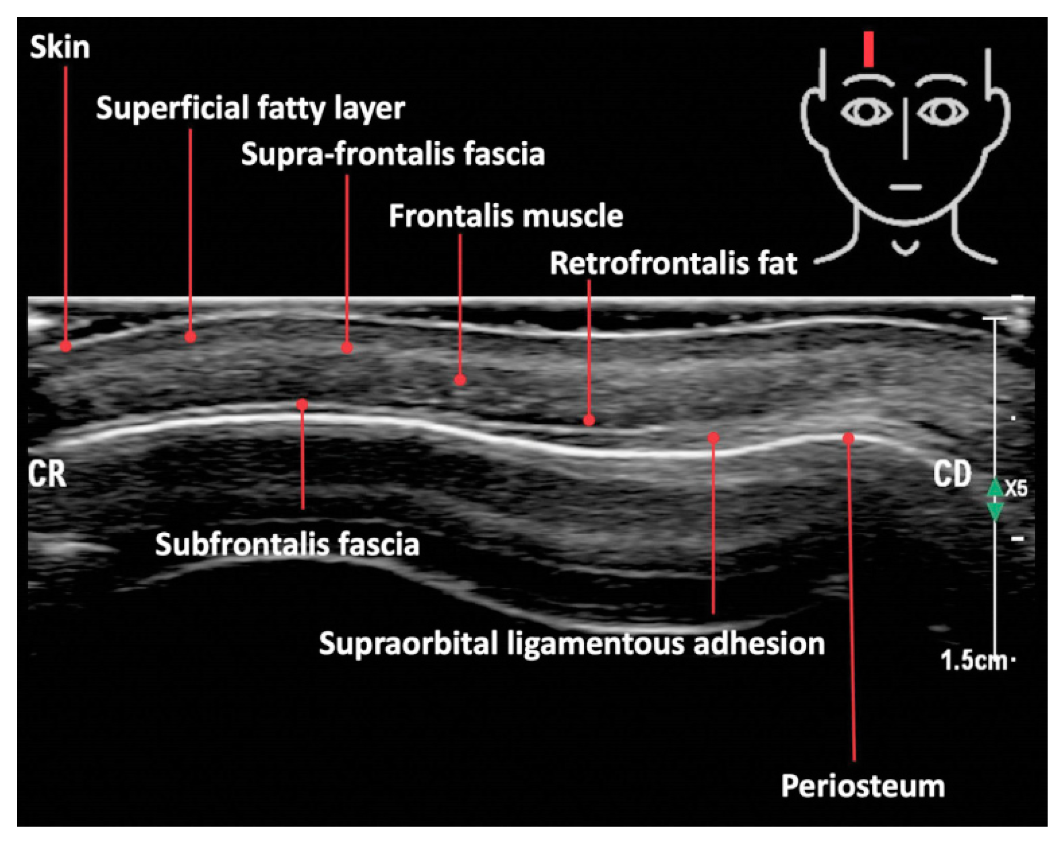 Cosmetics 09 00116 g004