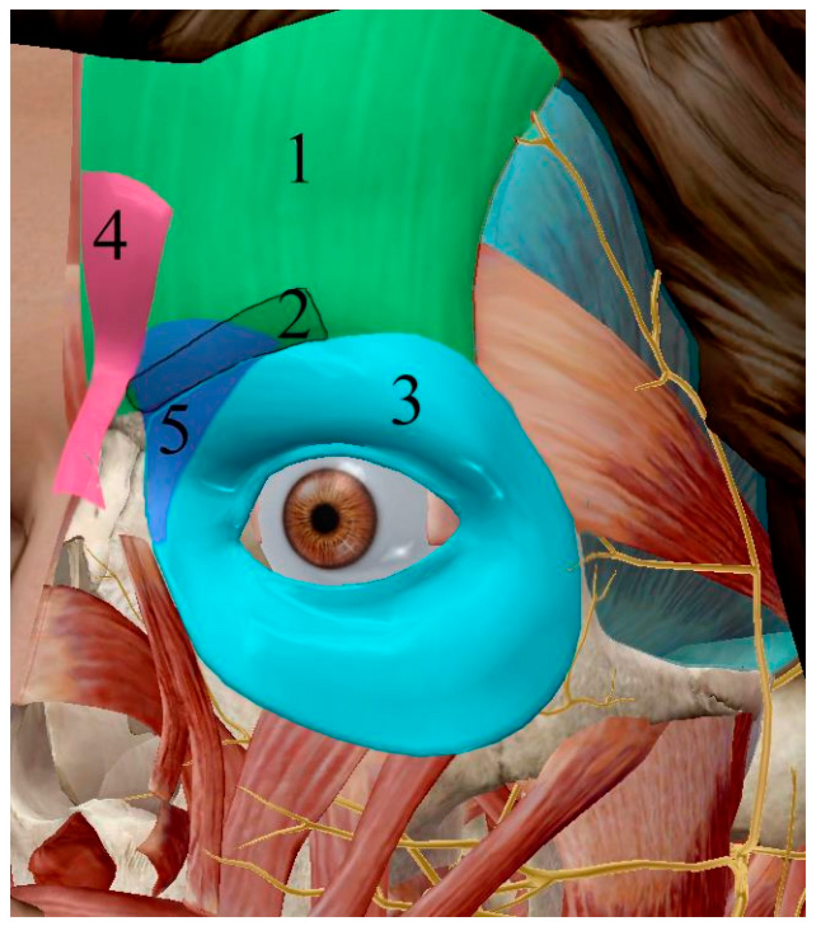 Cosmetics 09 00116 g010