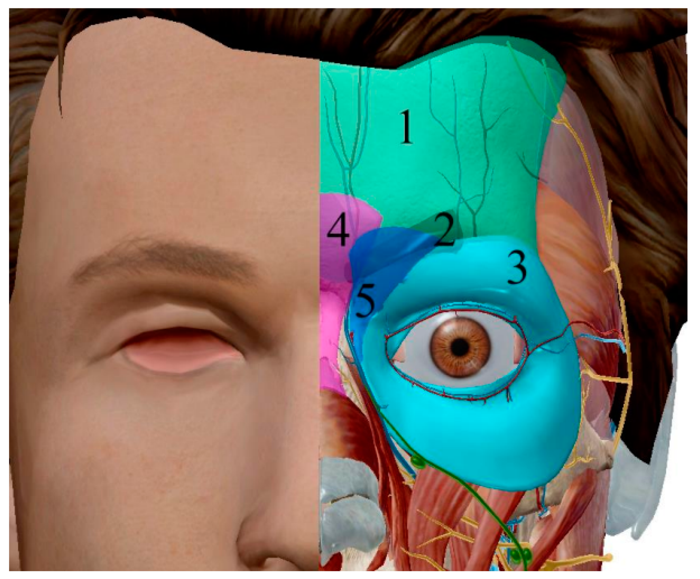 Cosmetics 09 00116 g011