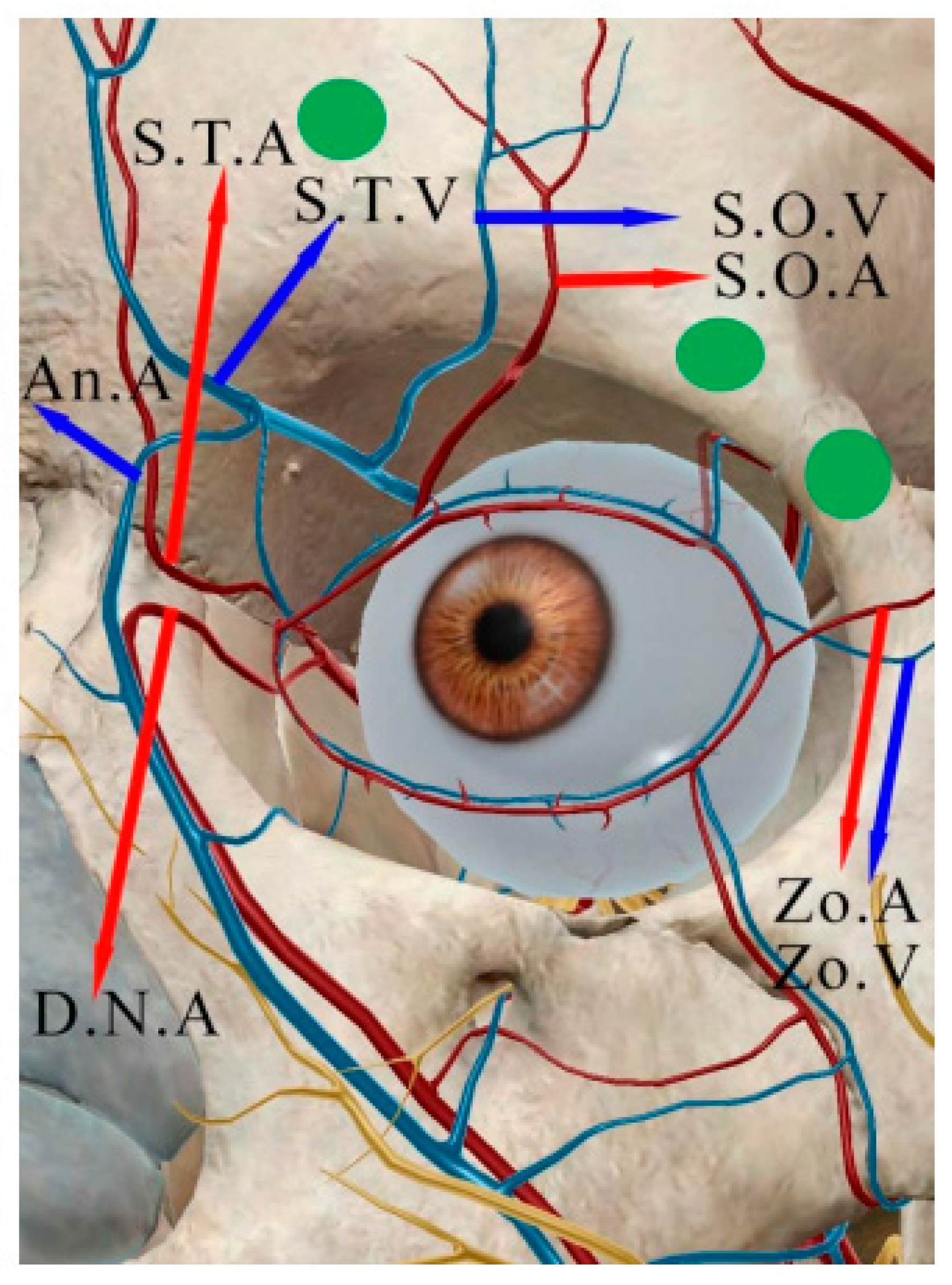 Cosmetics 09 00116 g013
