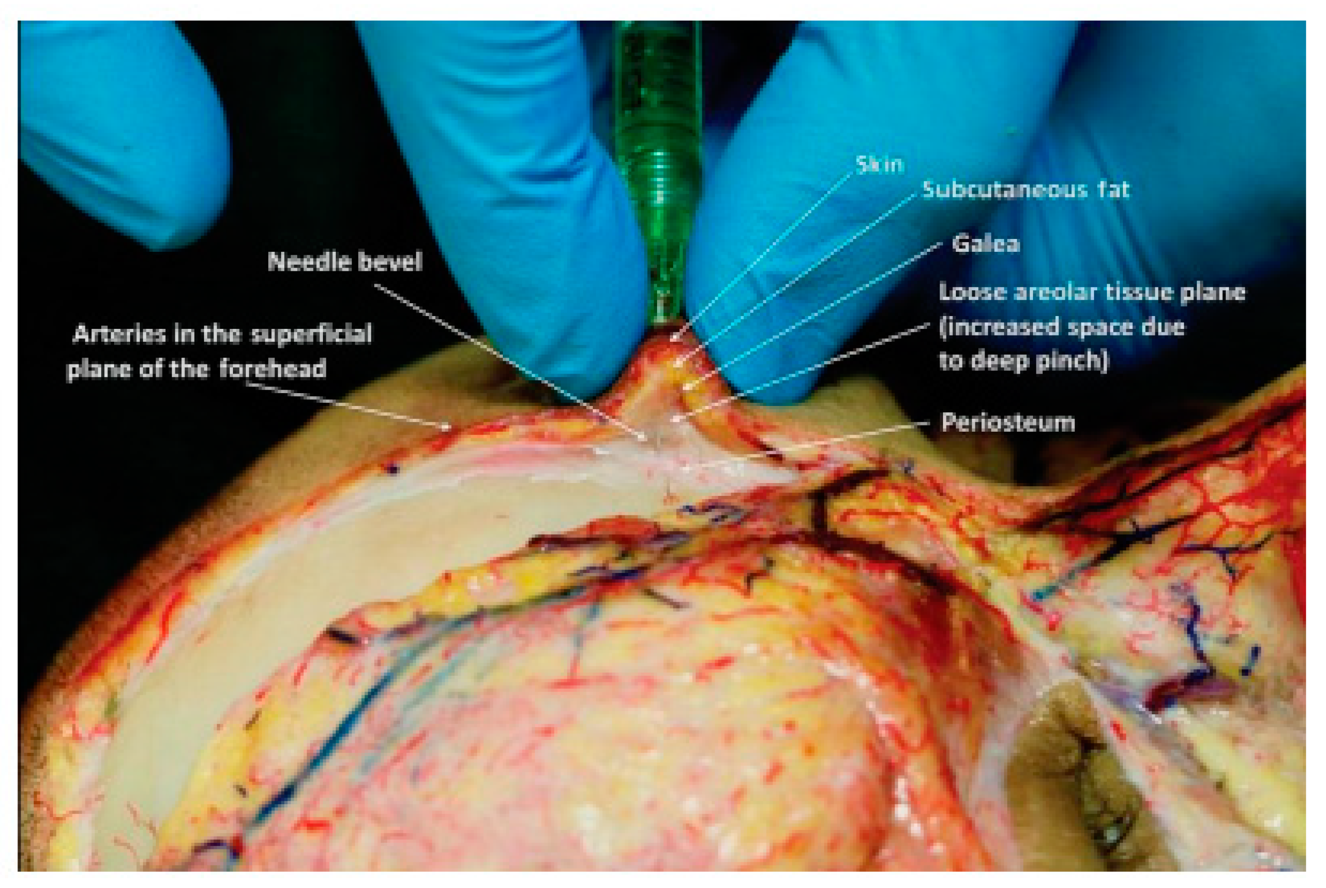 Cosmetics 09 00116 g016