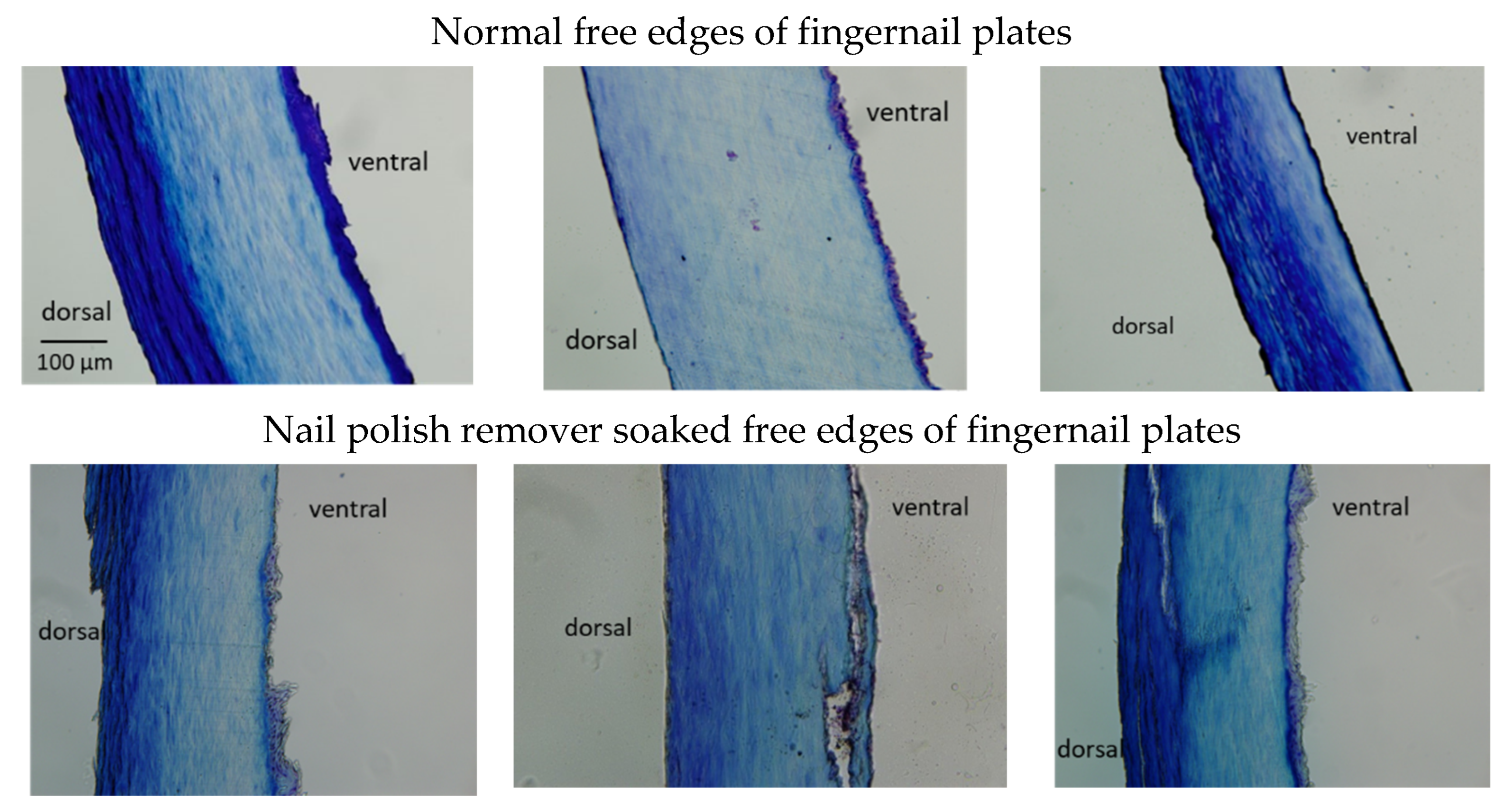 Cosmetics 09 00125 g004 Cosmetics 09 00125 g004