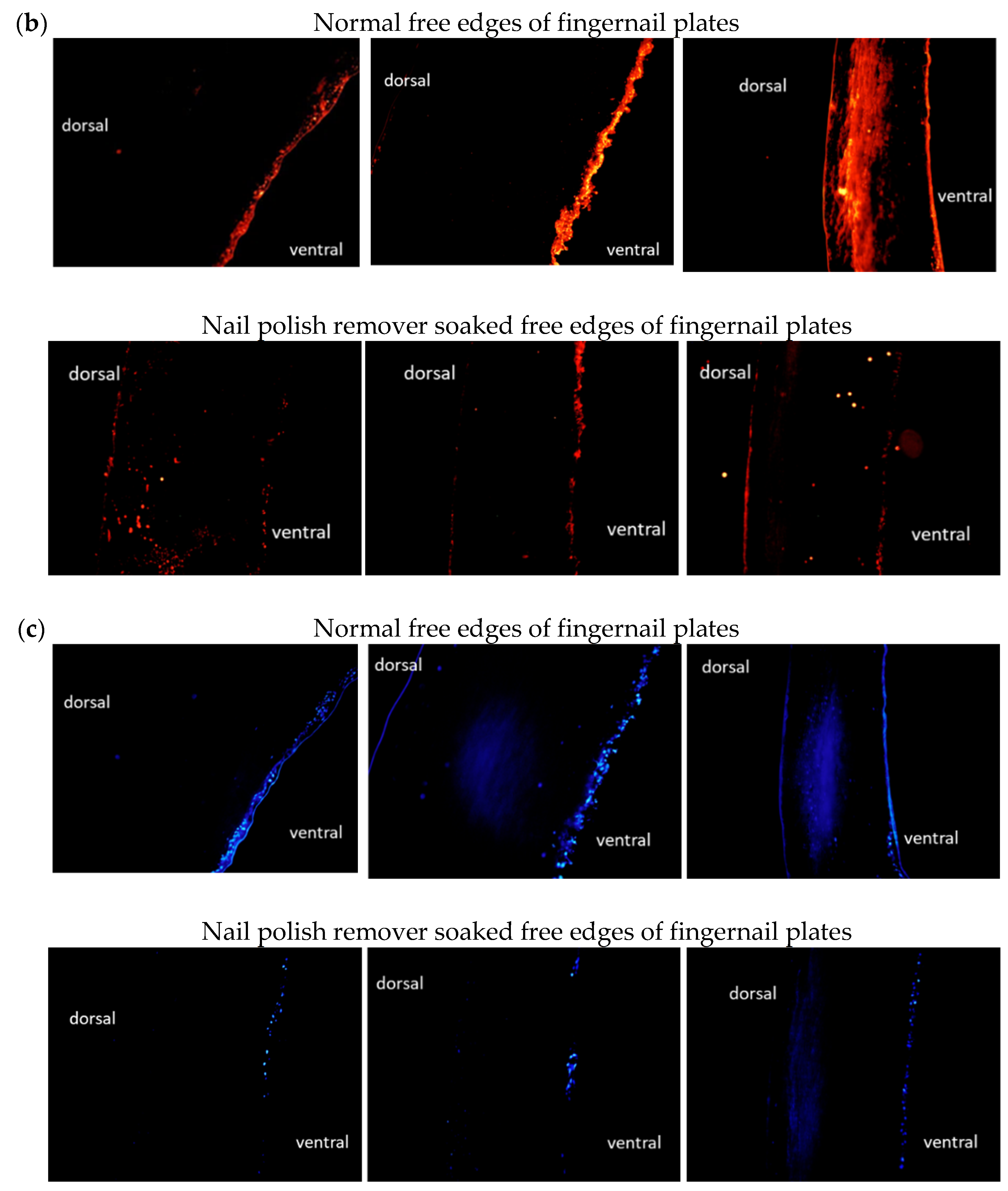 Cosmetics 09 00125 g005b Cosmetics 09 00125 g005b