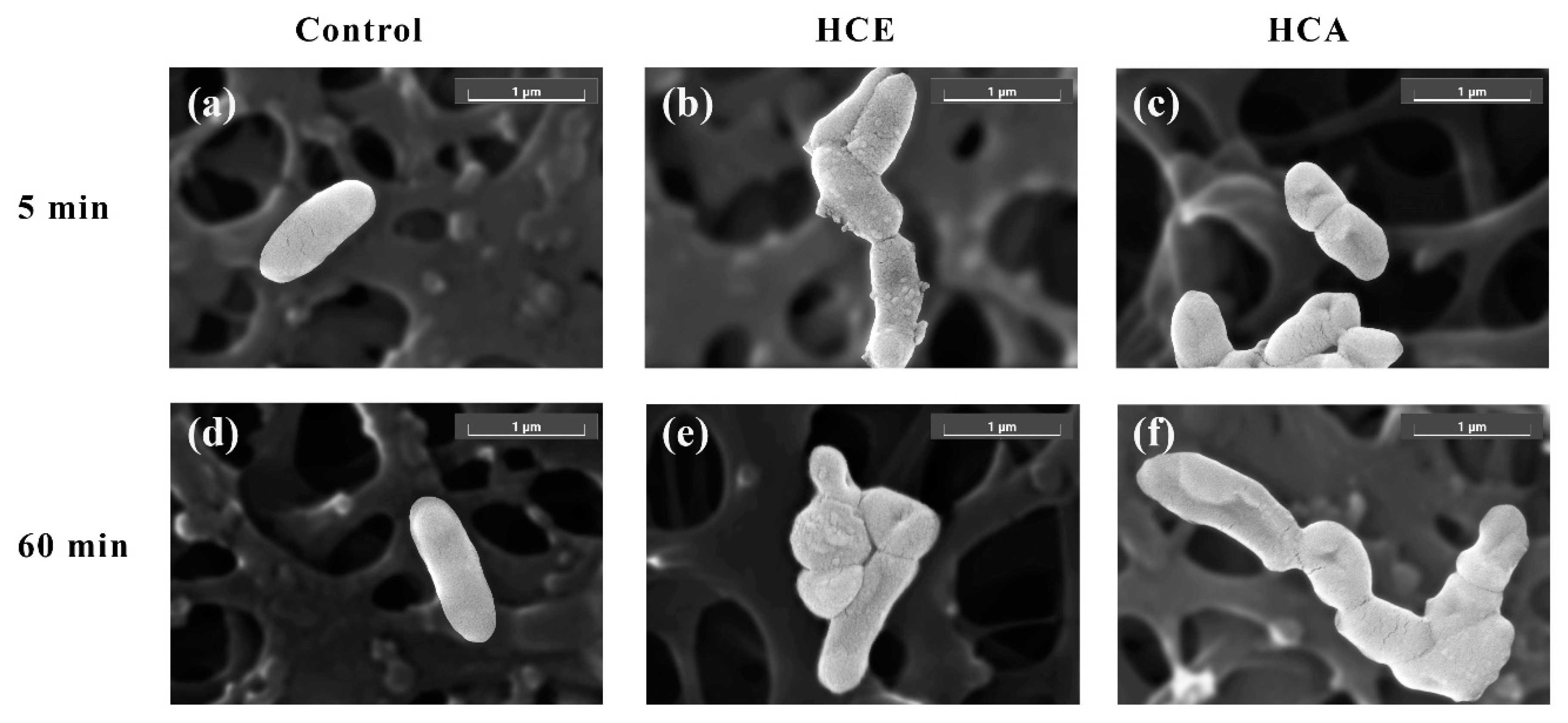 Cosmetics 09 00136 g001