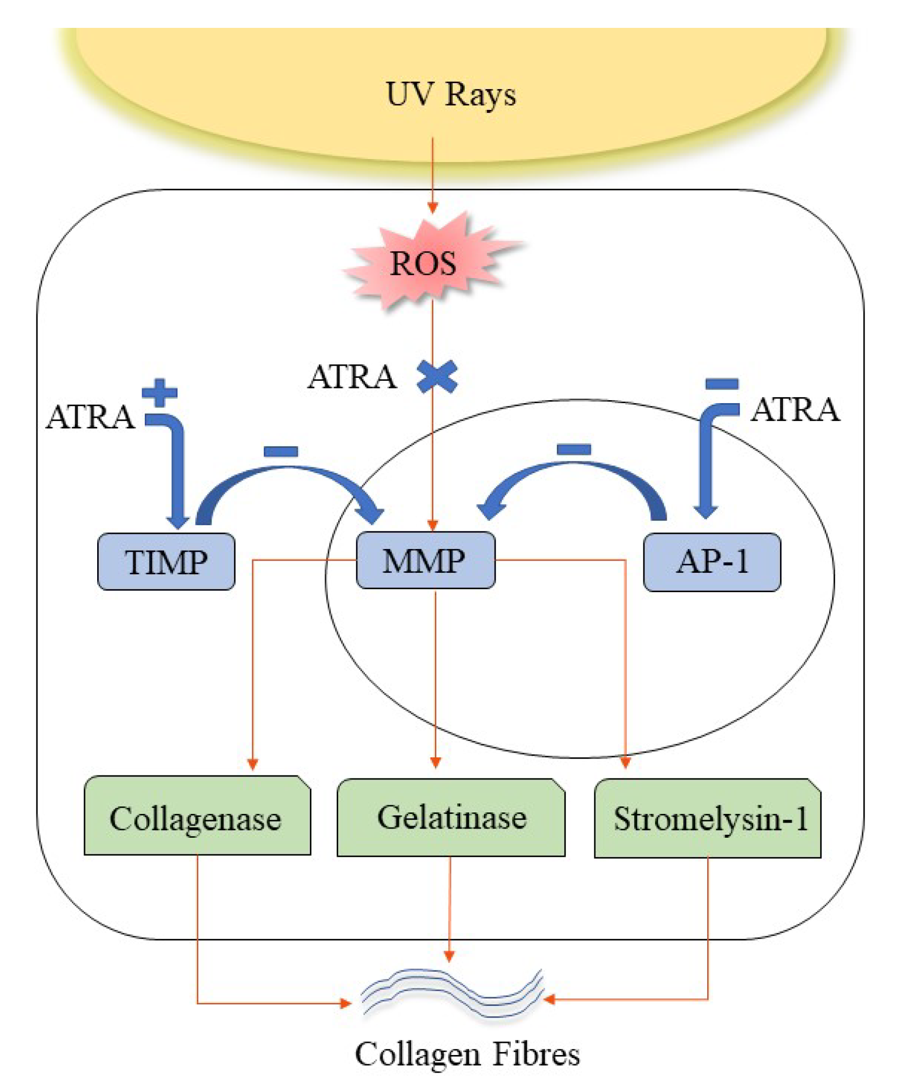 Cosmetics 09 00140 g004