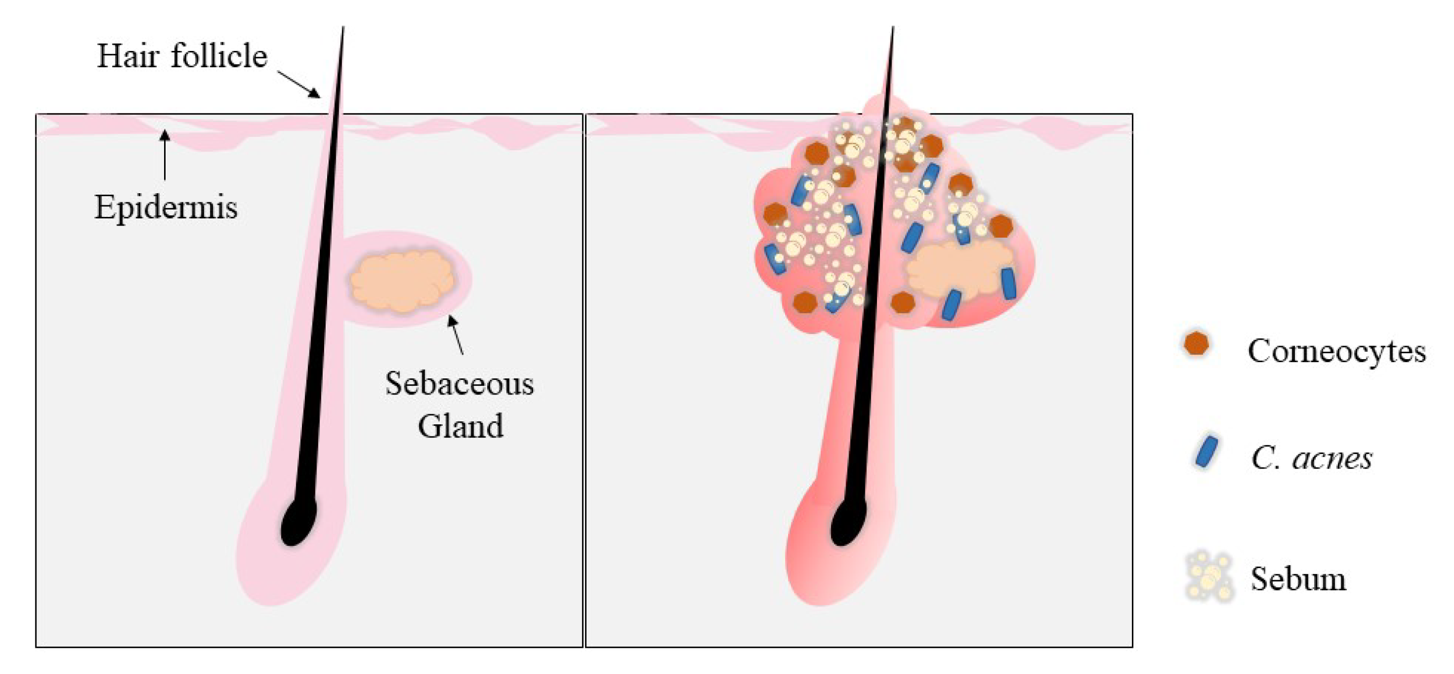 Cosmetics 09 00140 g005