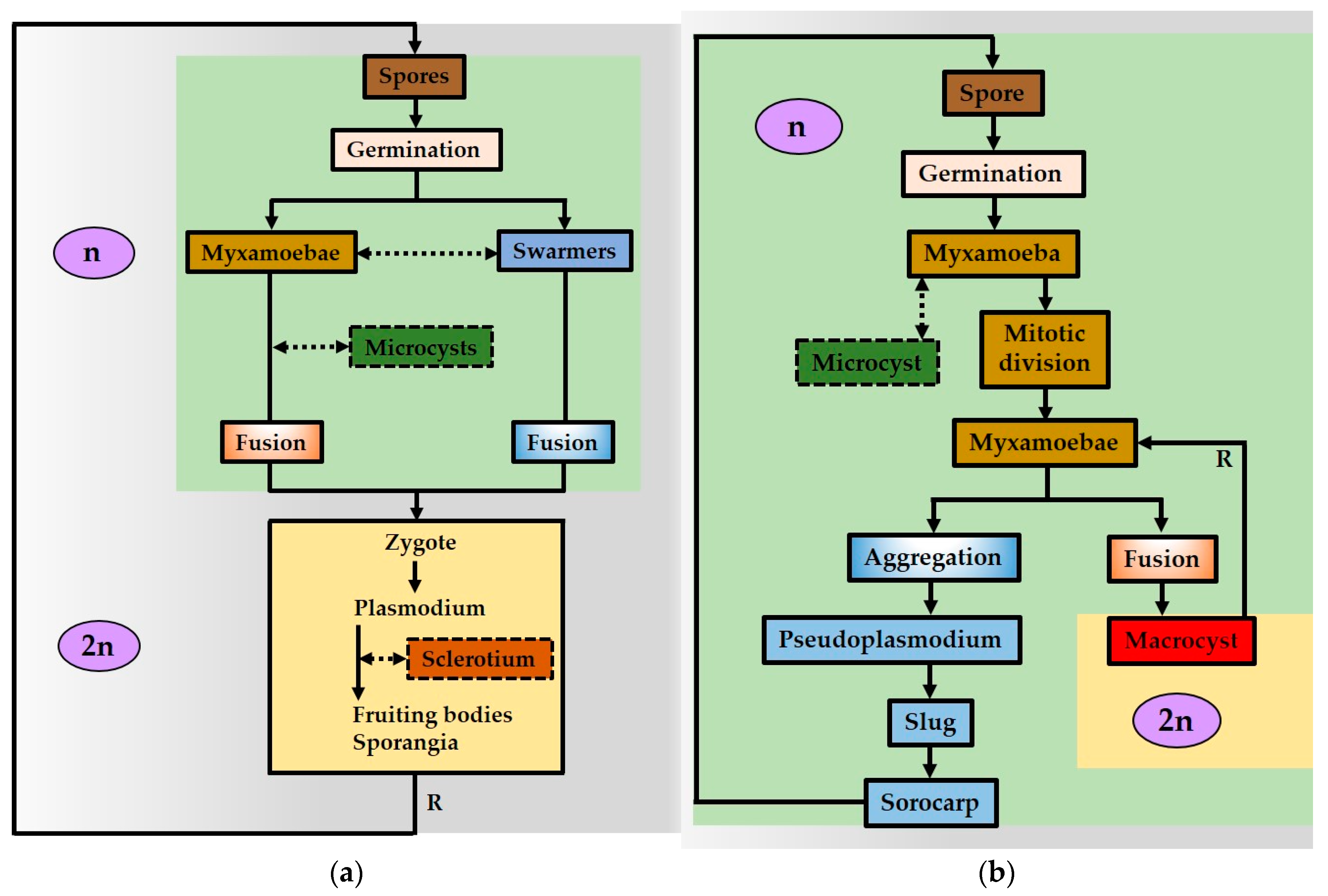 Cosmetics 10 00003 g001