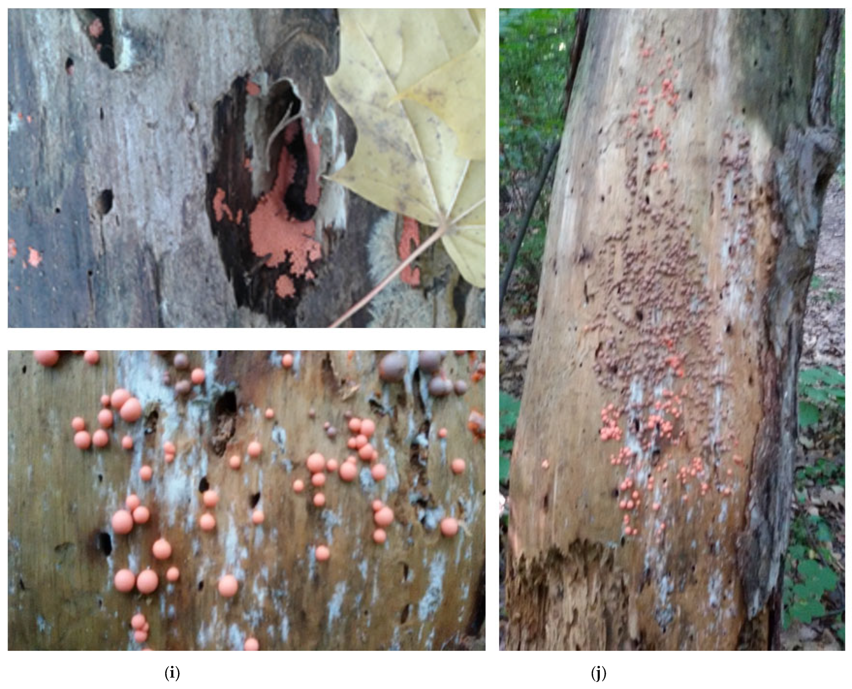 Cosmetics 10 00003 g002b